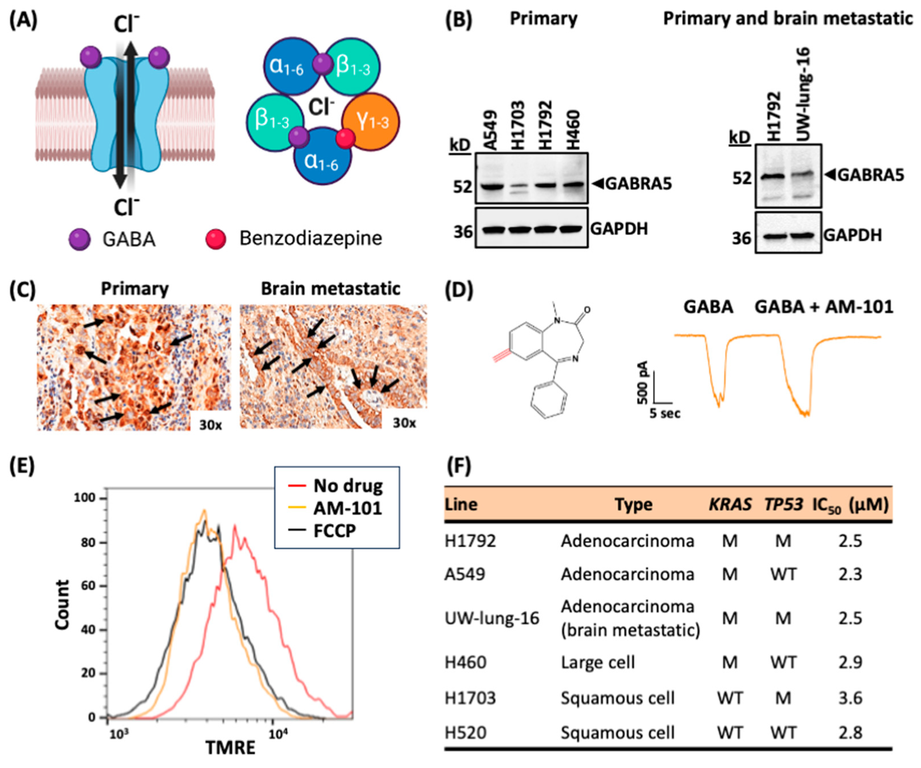 Cancers 16 03167 g001