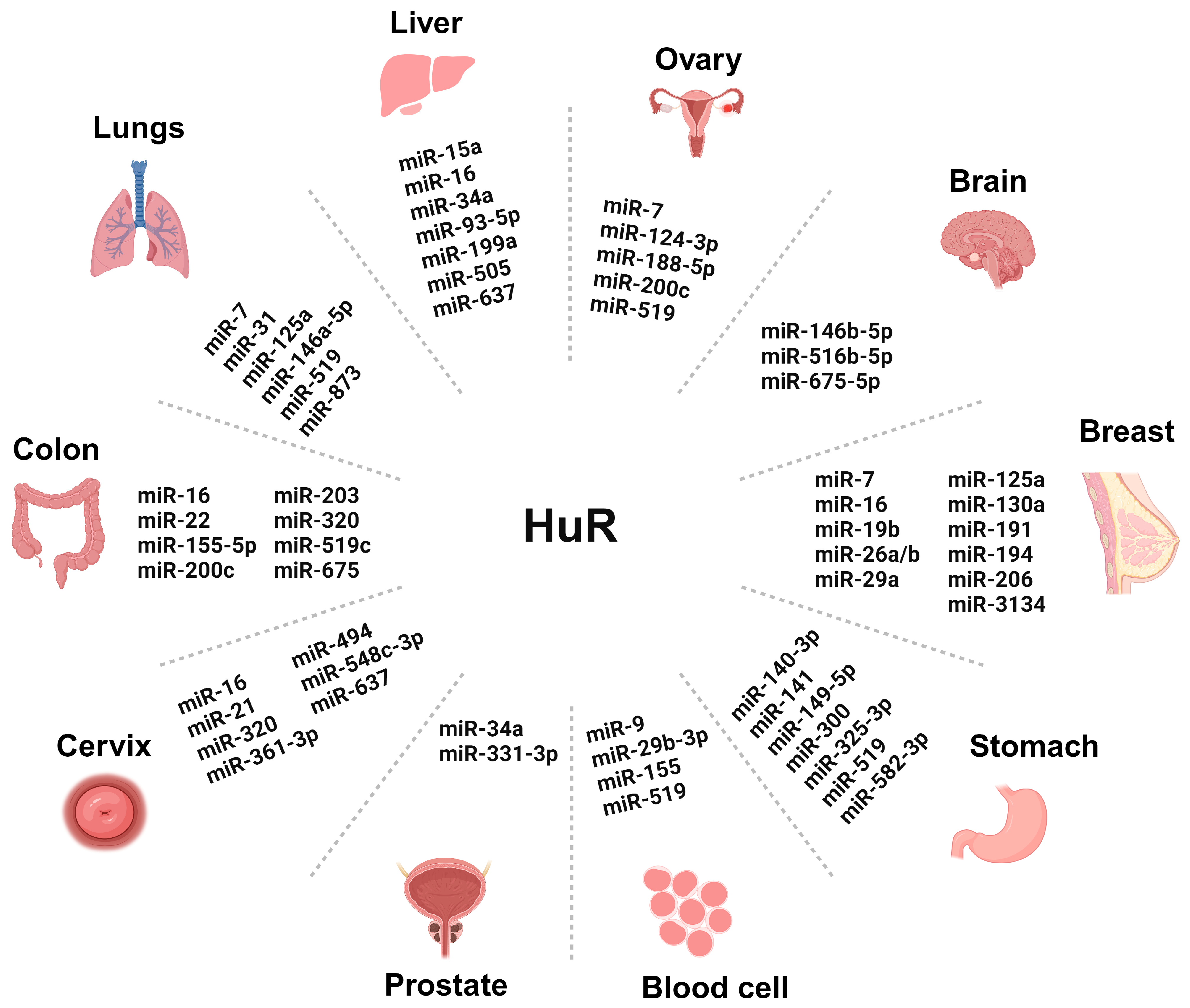Unraveling the Regulatory Role of HuR/microRNA Axis in Colorectal Cancer  Tumorigenesis