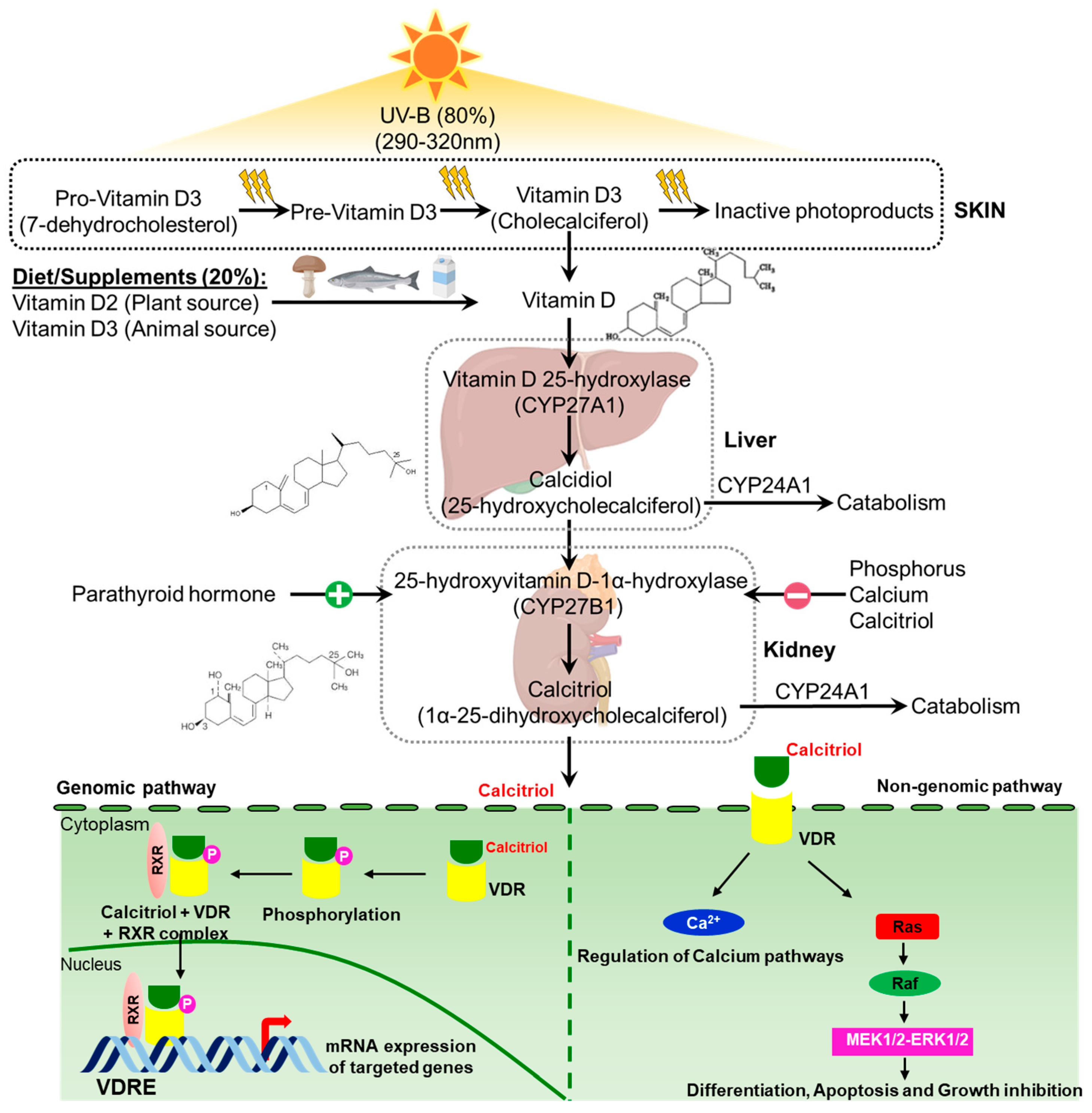 Cancers 16 03211 g002 Cancers 16 03211 g002