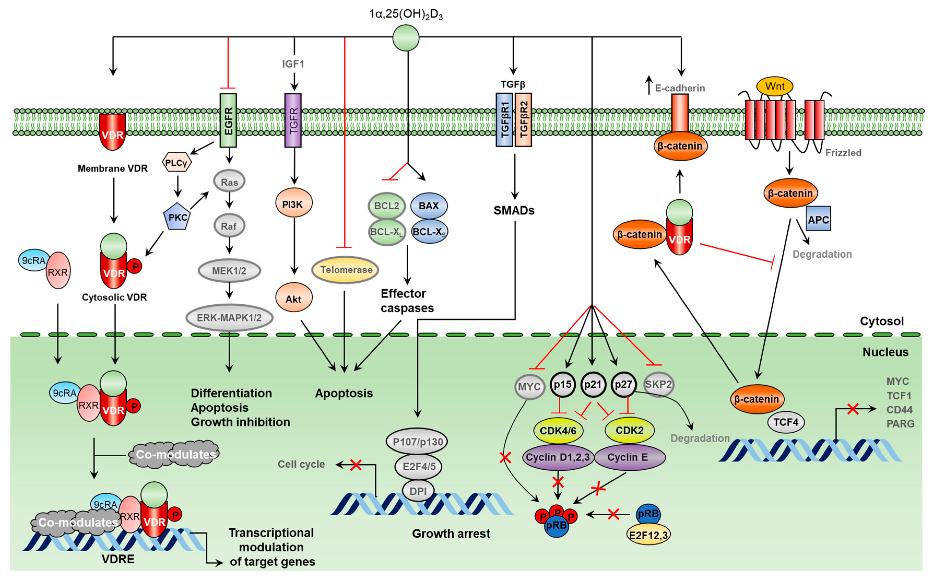 Cancers 16 03211 g003 Cancers 16 03211 g003
