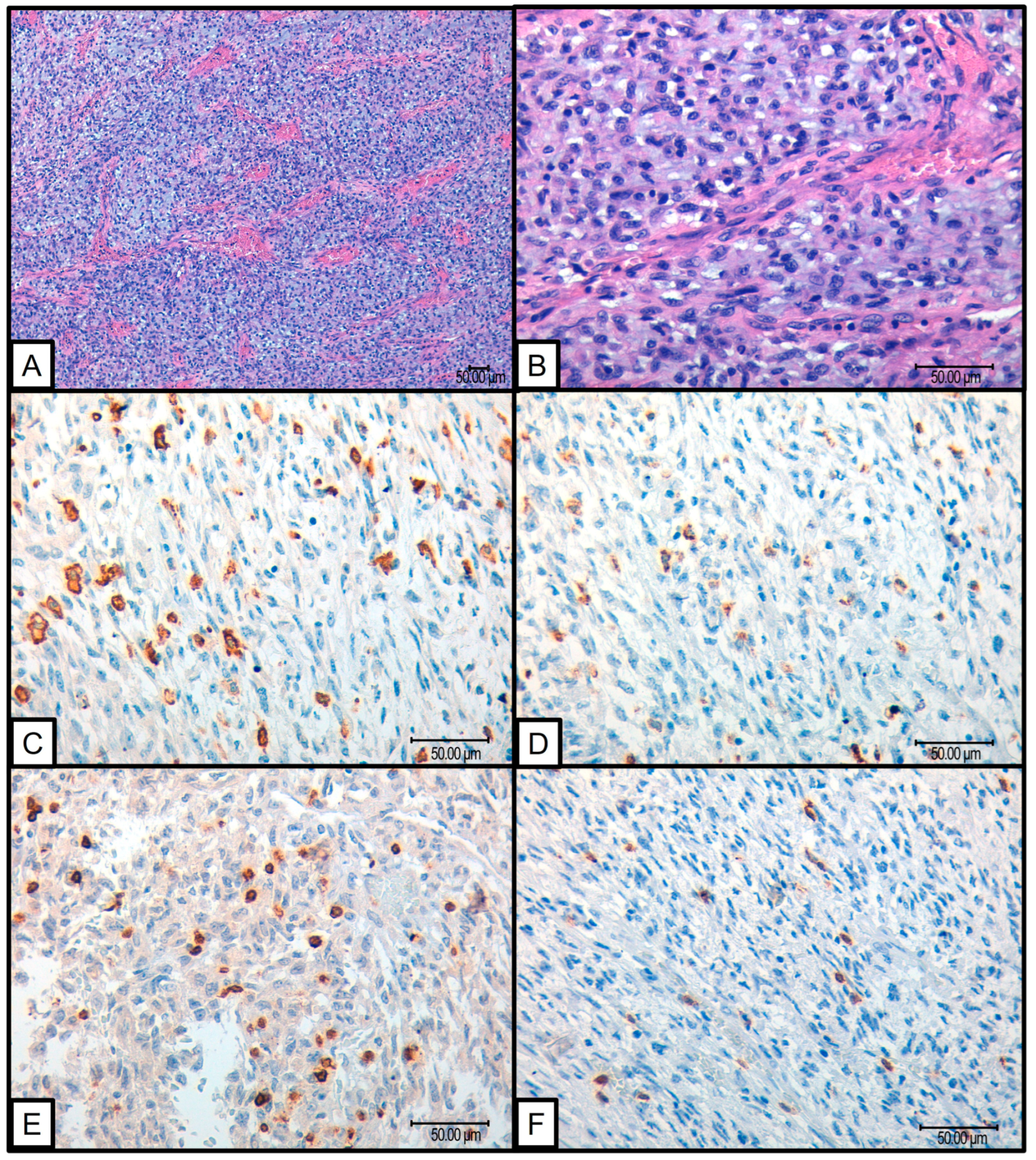 Cancers 16 03222 g001