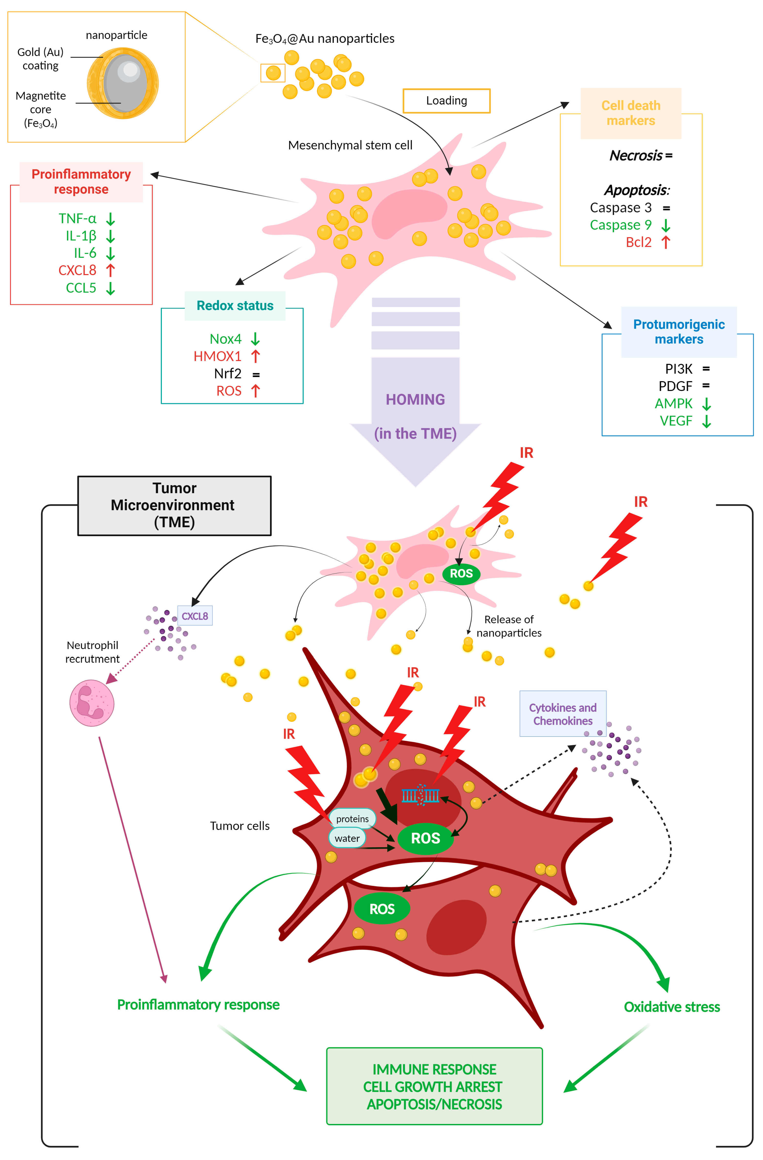 Cancers 16 03239 g007
