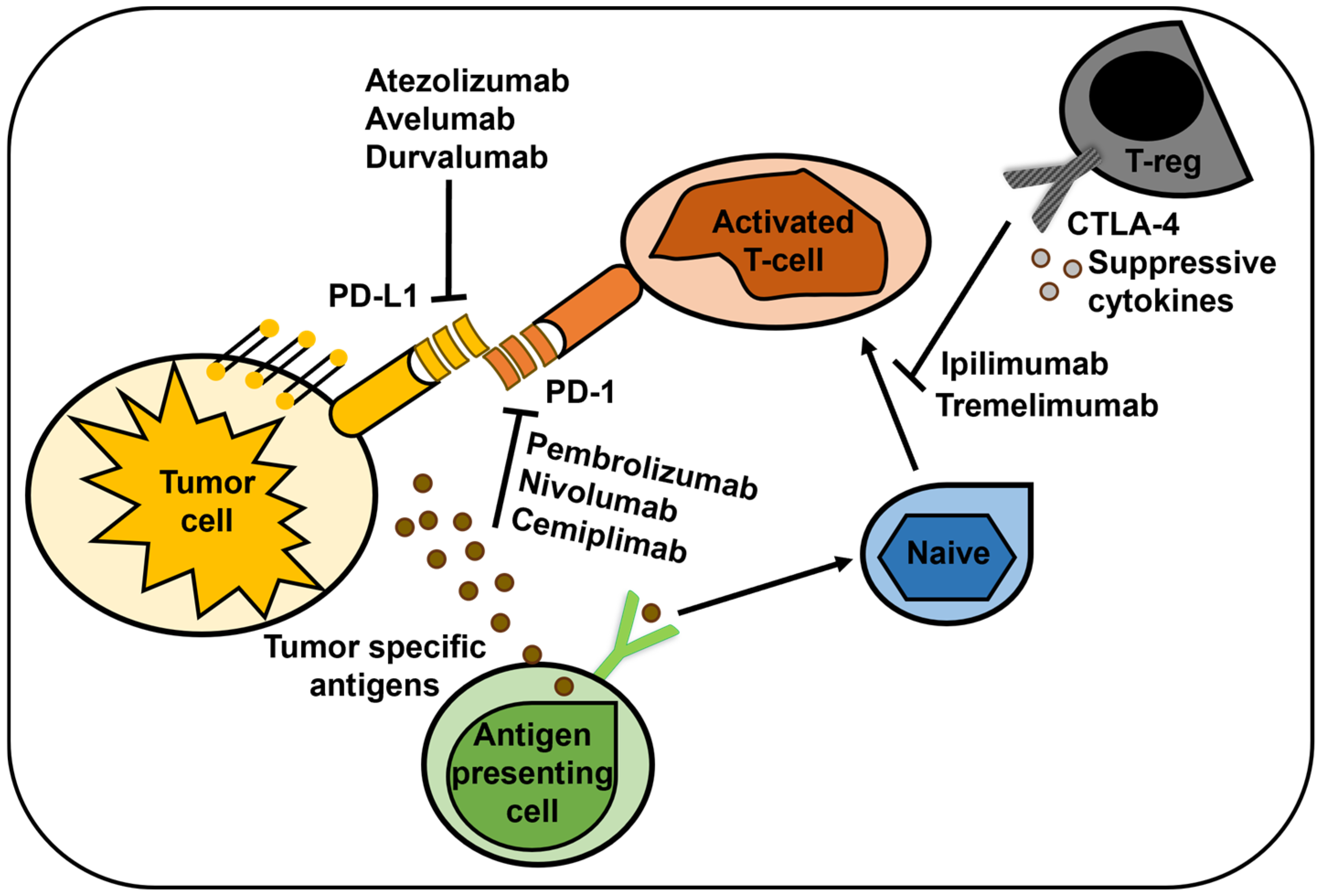 Cancers 16 03250 g003