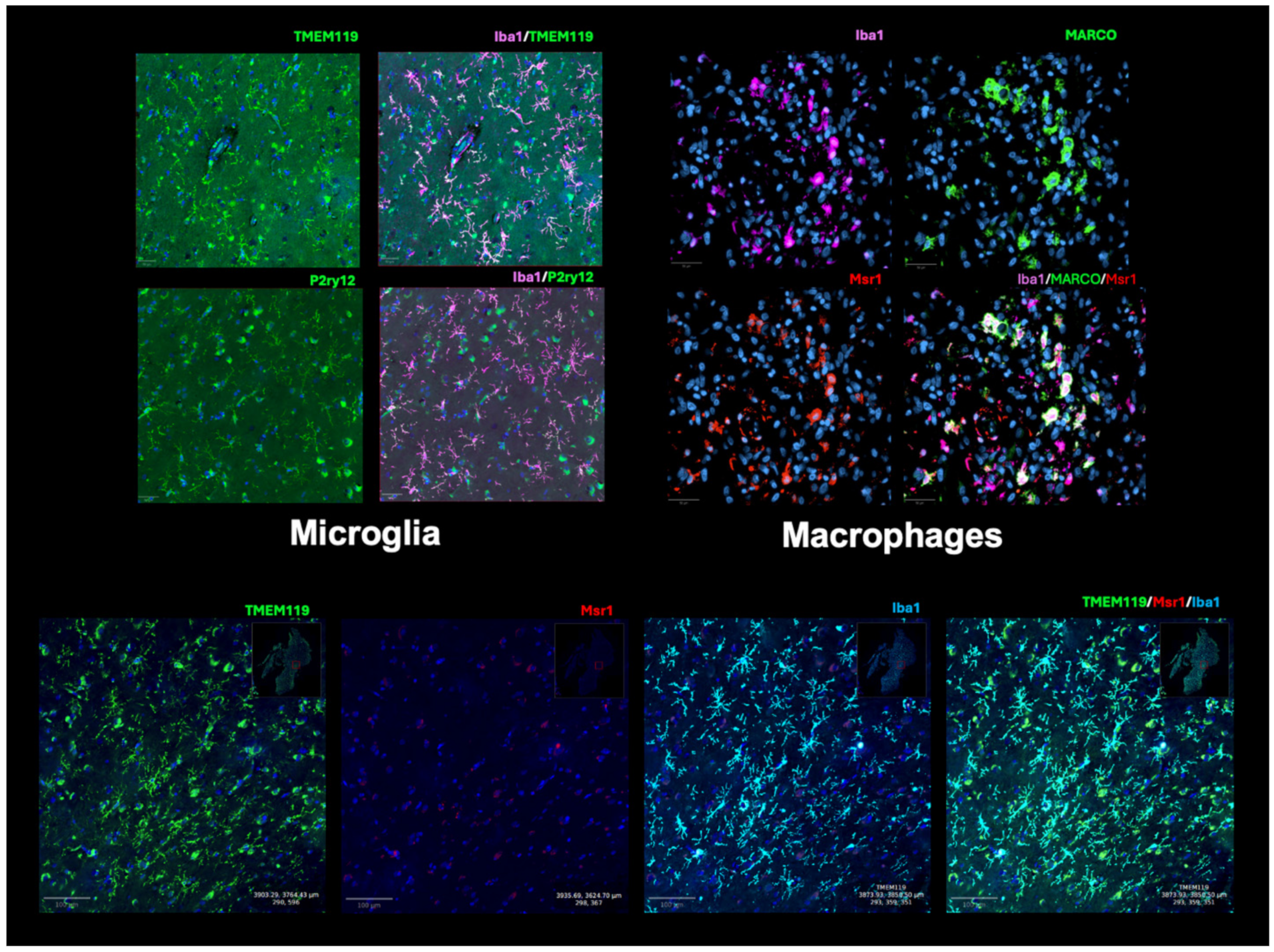 Cancers 16 03283 g002 Cancers 16 03283 g002