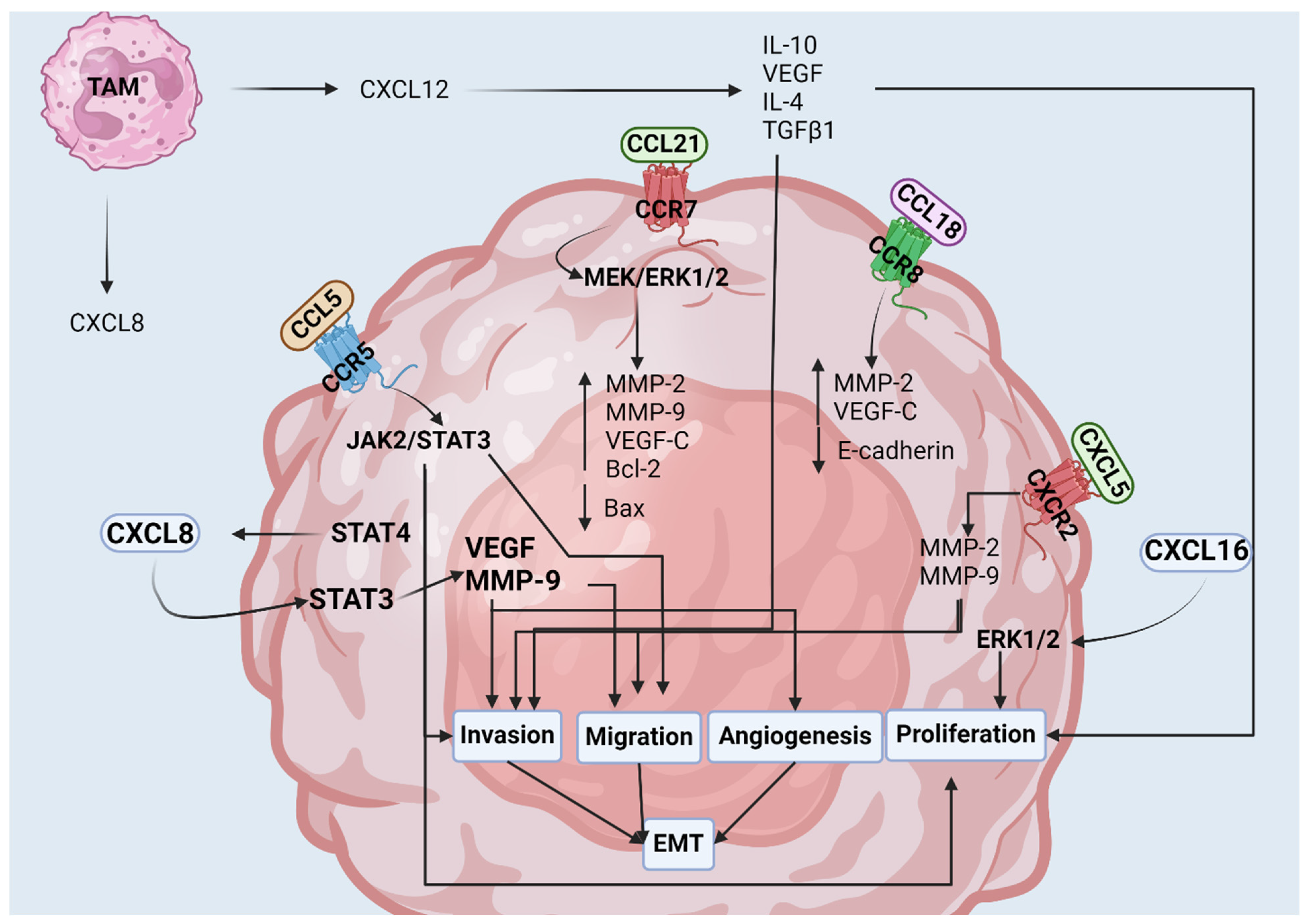 Cancers 16 03303 g003 Cancers 16 03303 g003