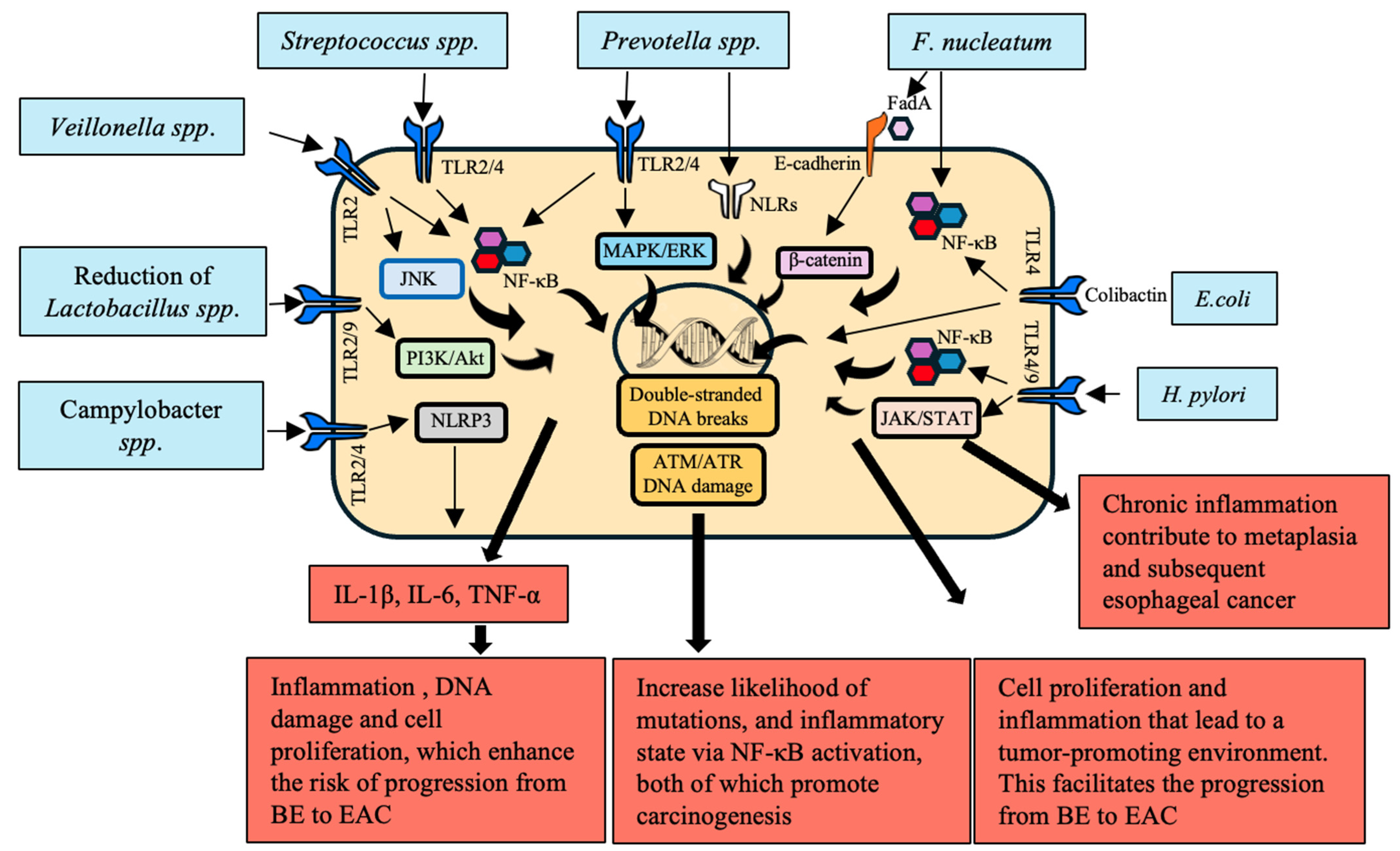 Cancers 16 03305 g001