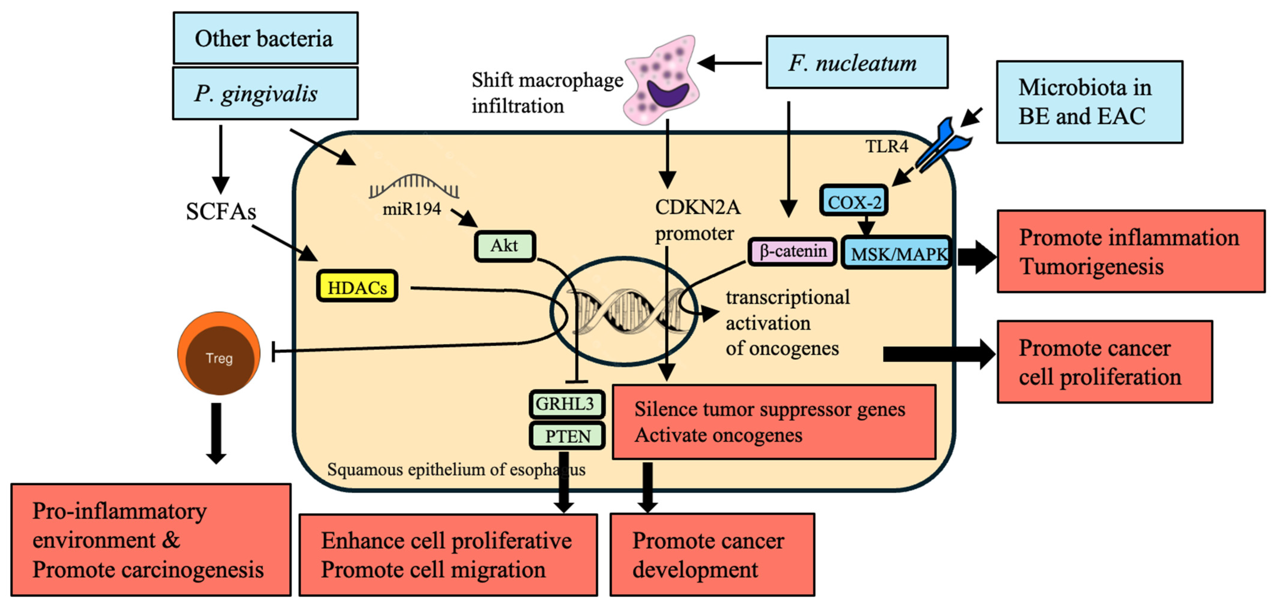 Cancers 16 03305 g004