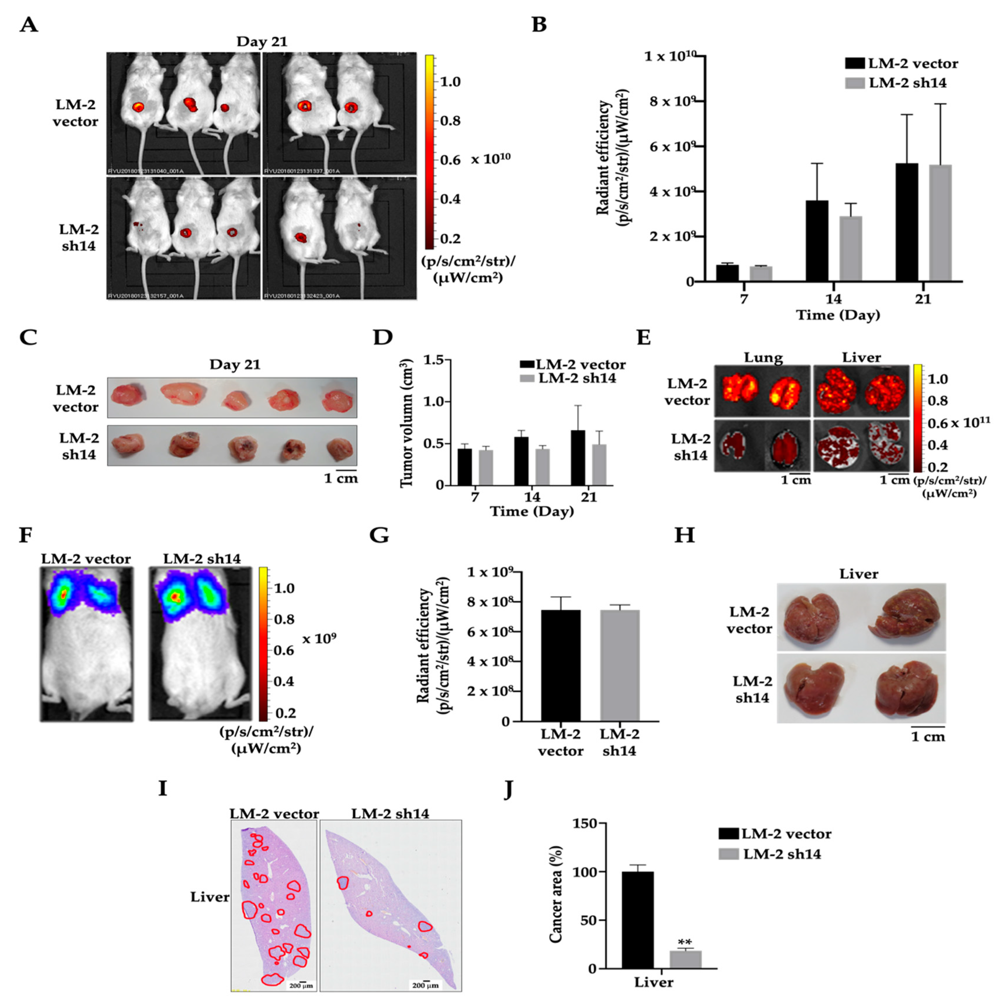 Cancers 16 03306 g004