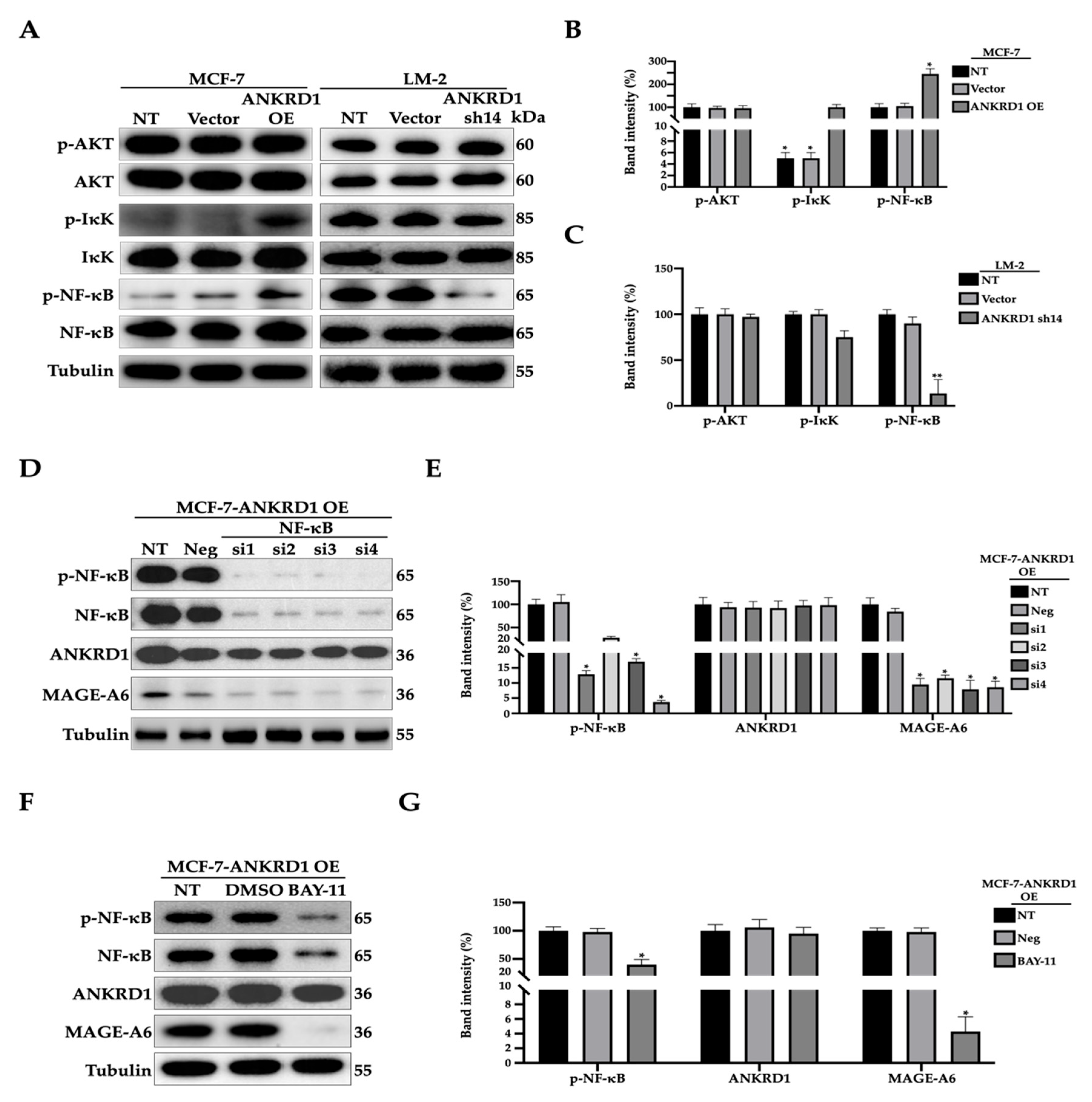 Cancers 16 03306 g008