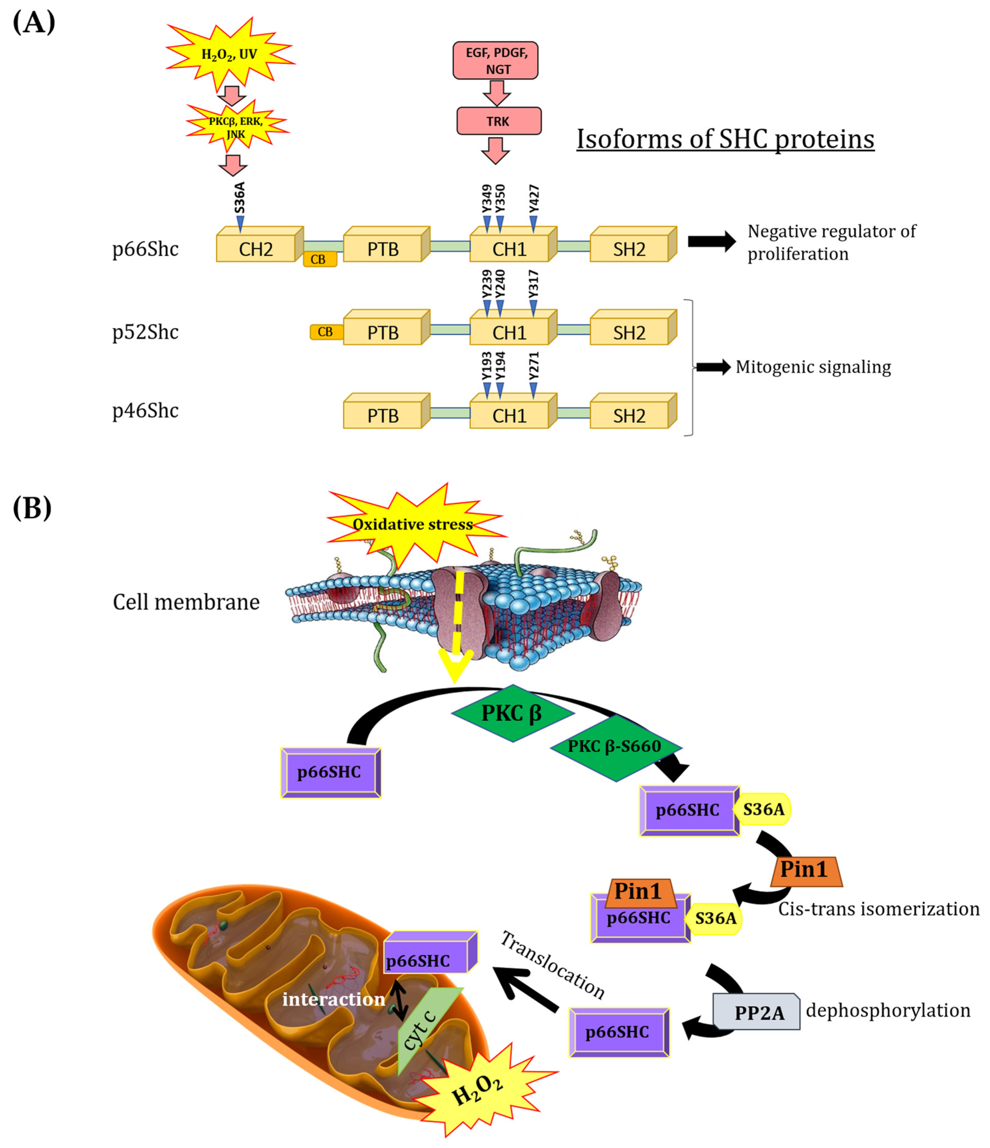 Cancers 16 03324 g001