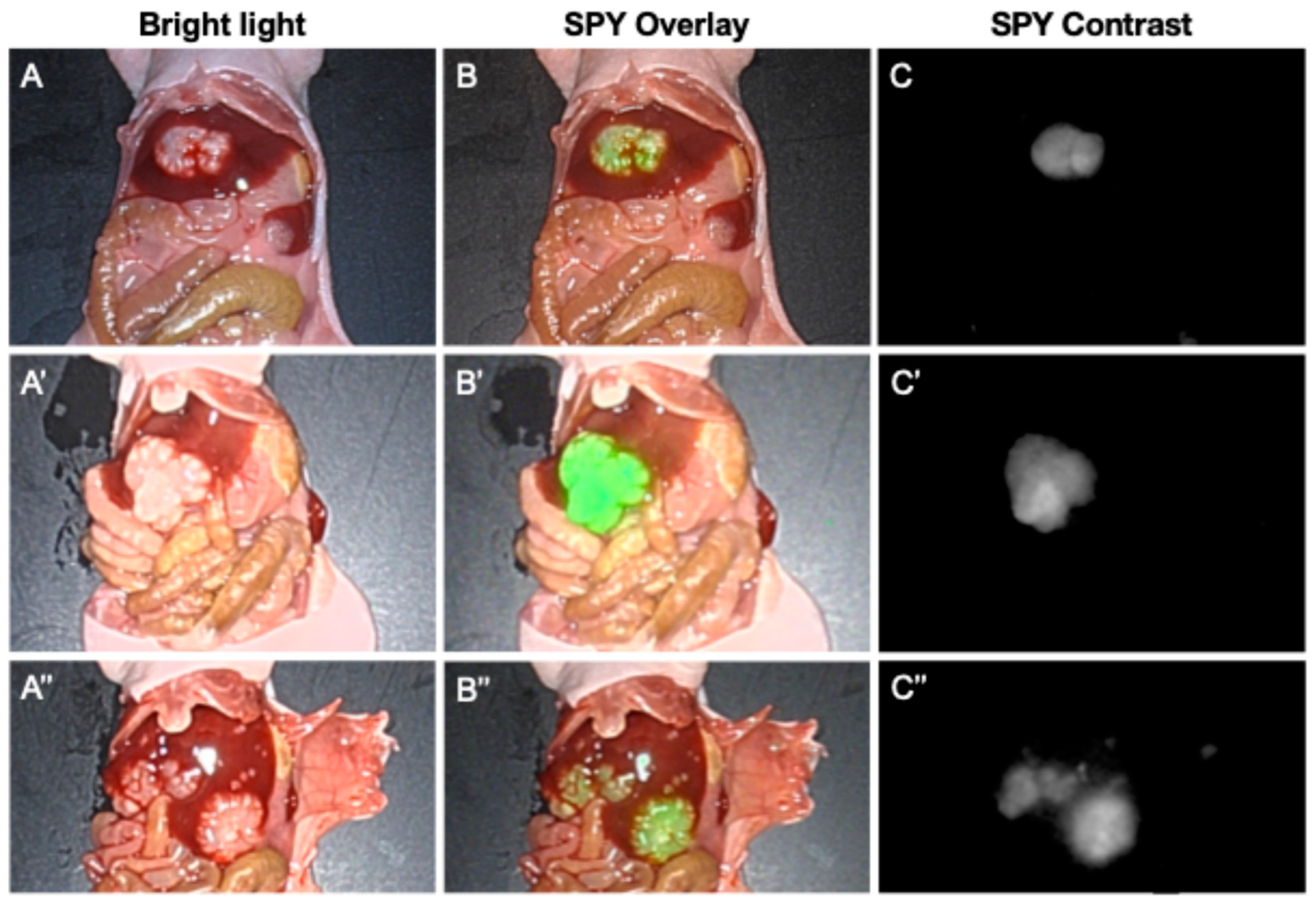 Cancers 16 03341 g005