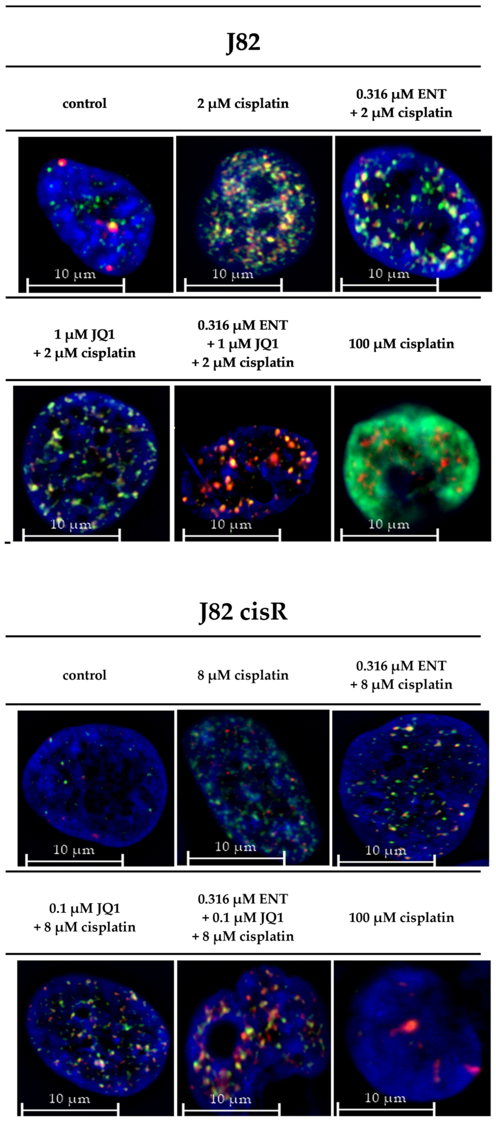 Cancers 16 03374 g007 Cancers 16 03374 g007