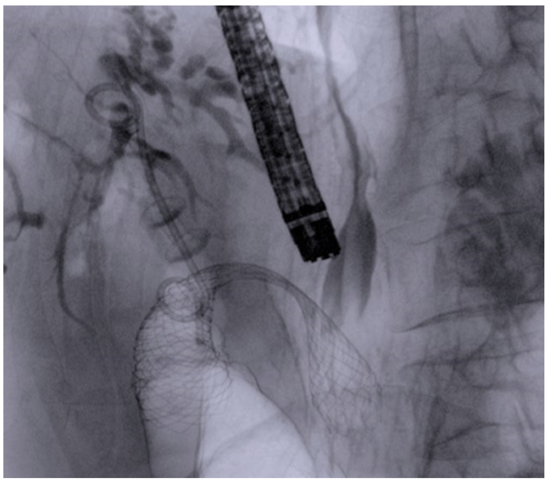 Cancers 16 03375 g002