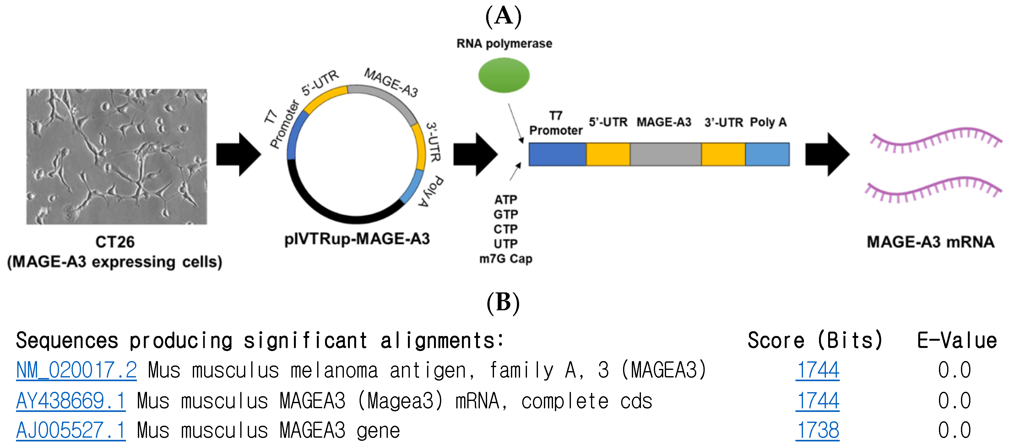 Cancers 16 03428 g001