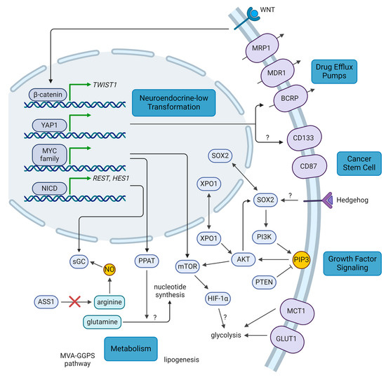 Strategies to Target Chemoradiotherapy Resistance in Small Cell 