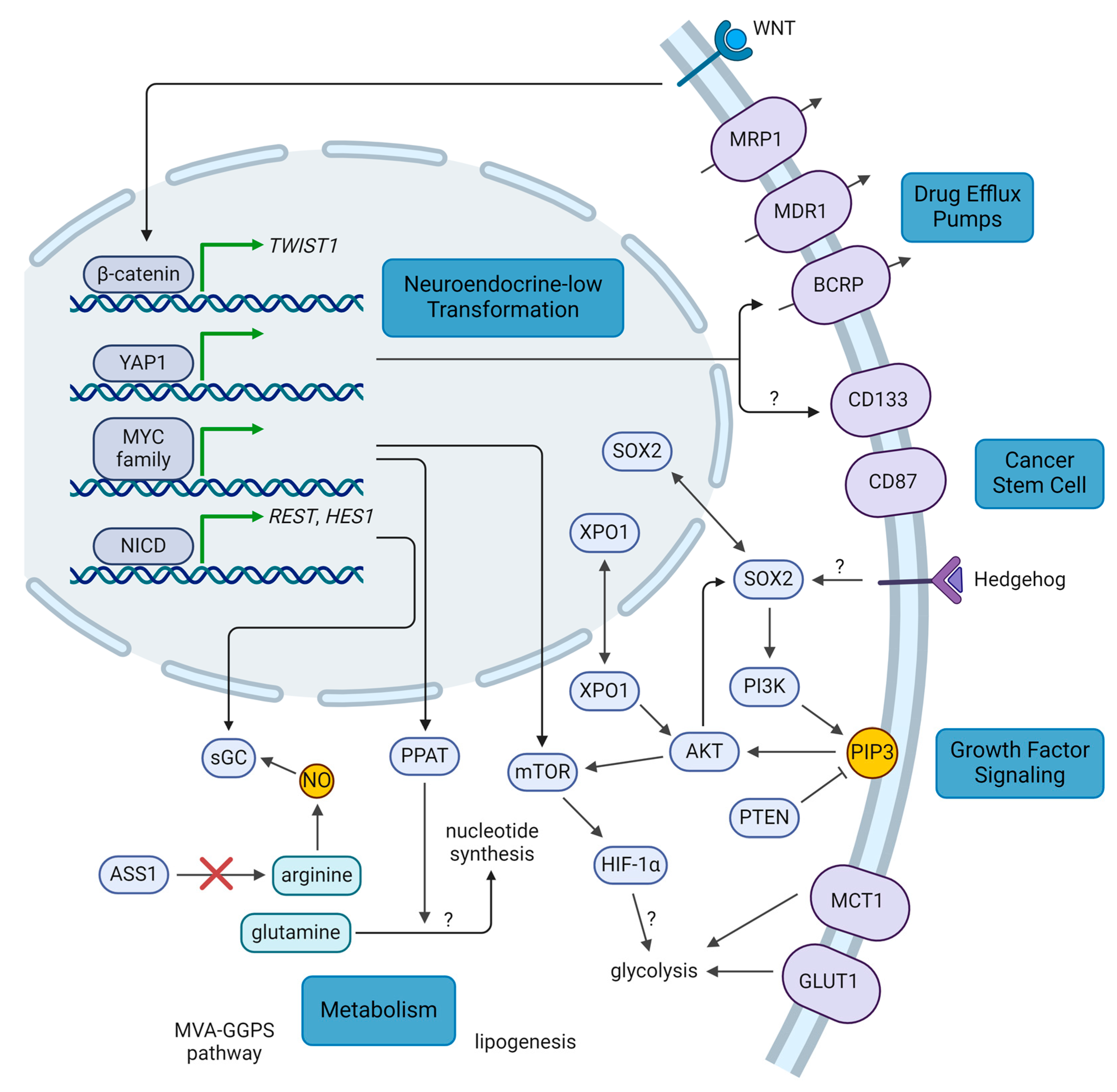 Strategies to Target Chemoradiotherapy Resistance in Small Cell 