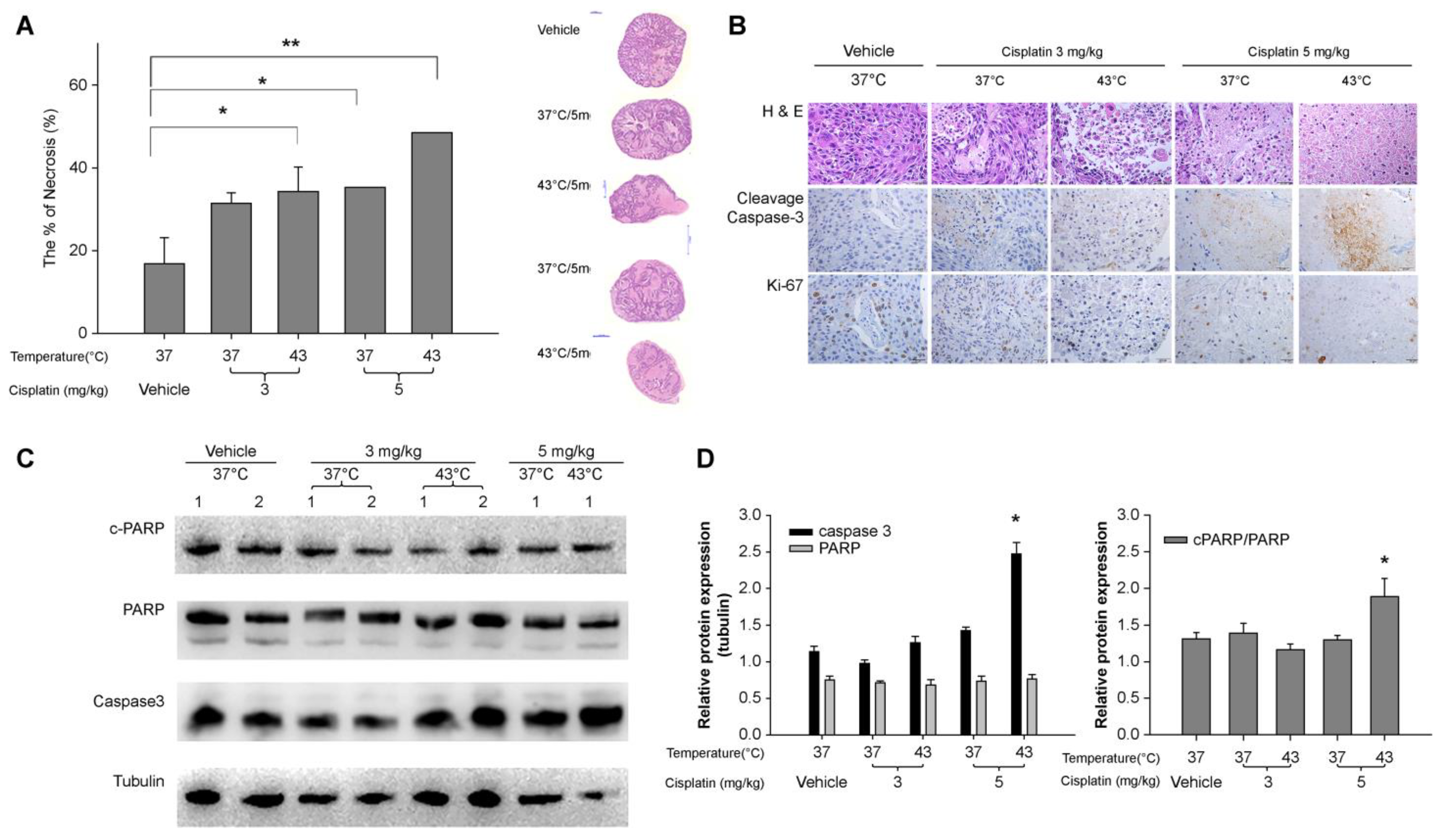 Cancers 16 03448 g005