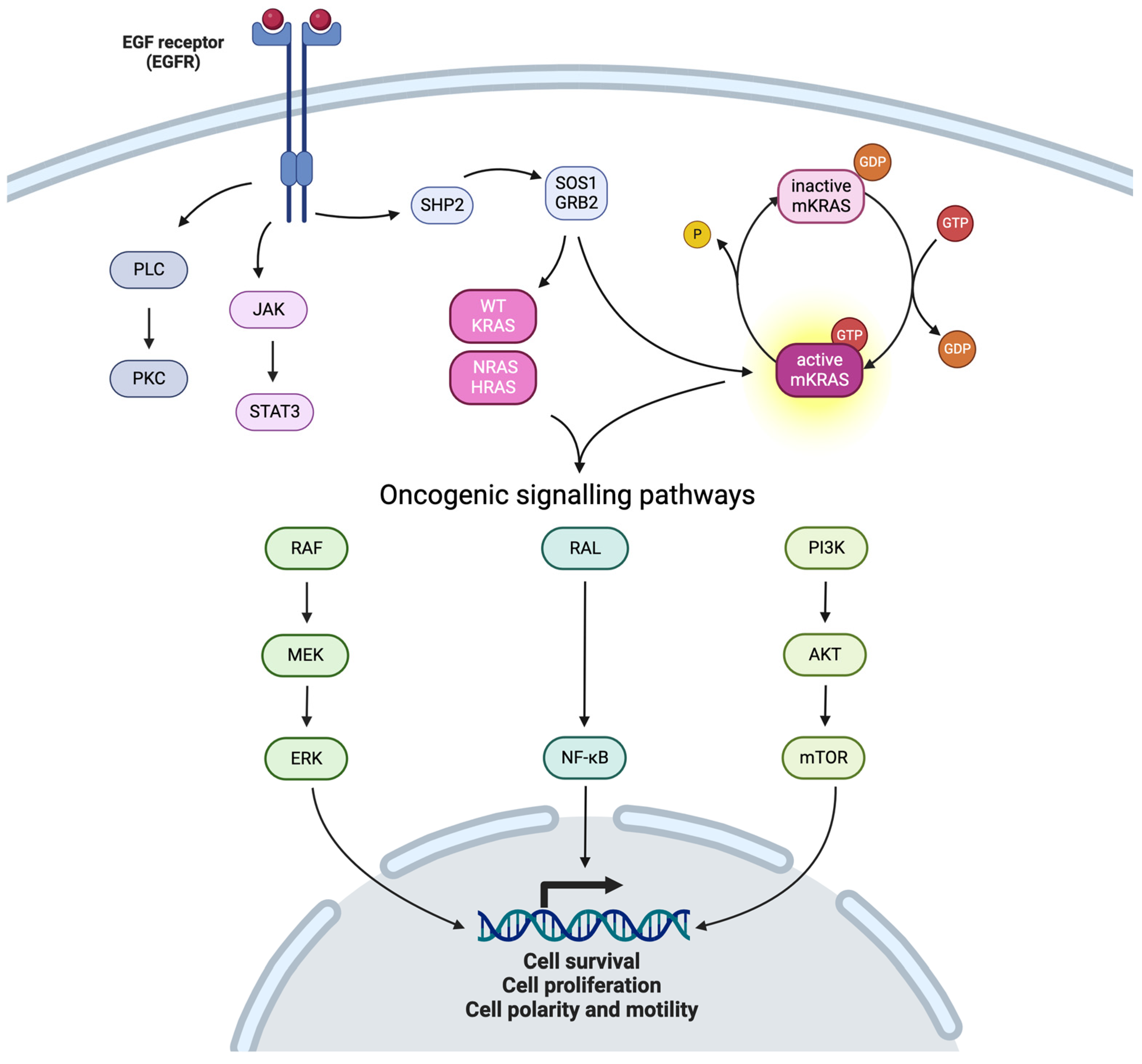 Cancers 16 03455 g001