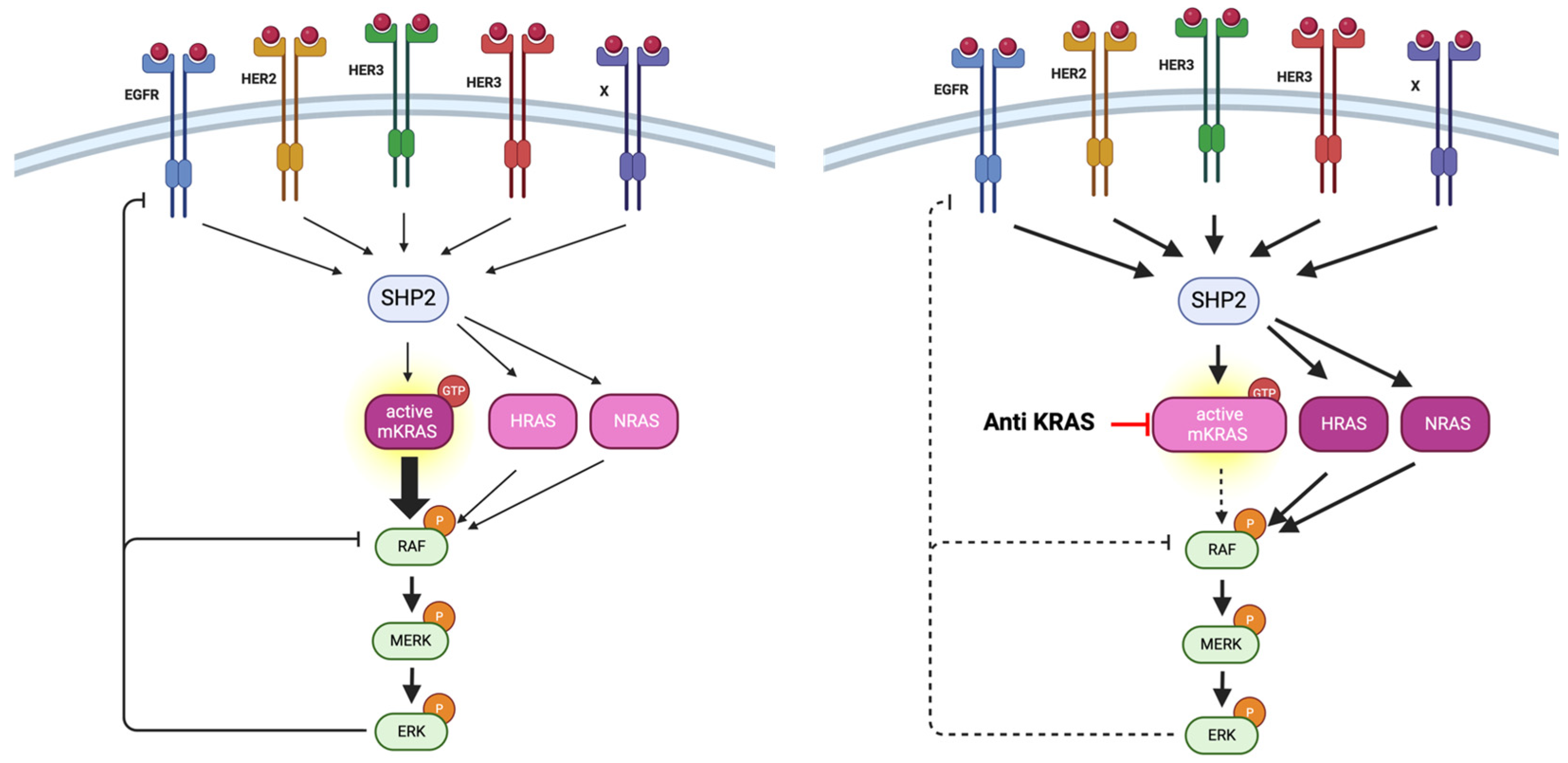 Cancers 16 03455 g003