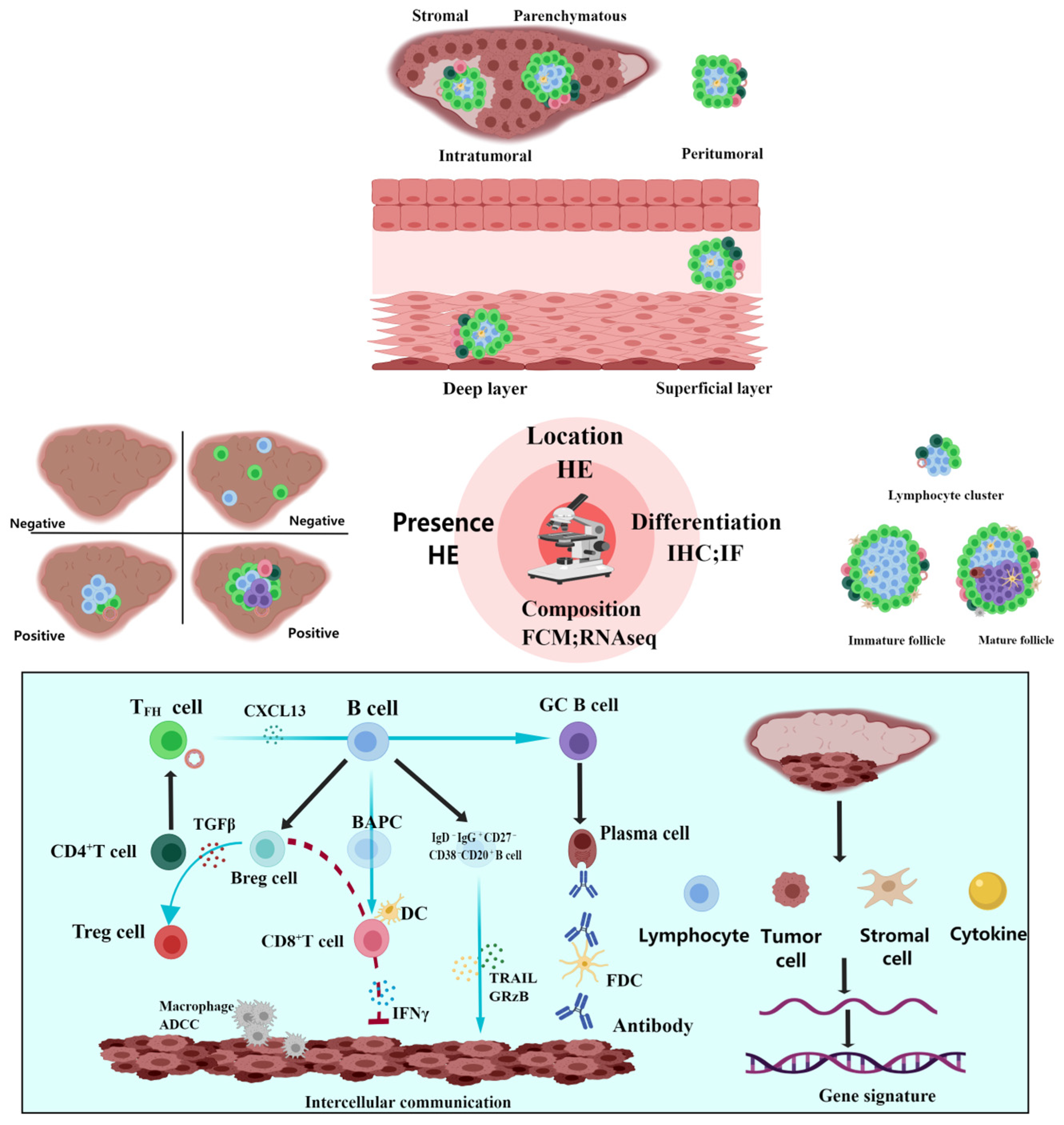 Cancers 16 03464 g002
