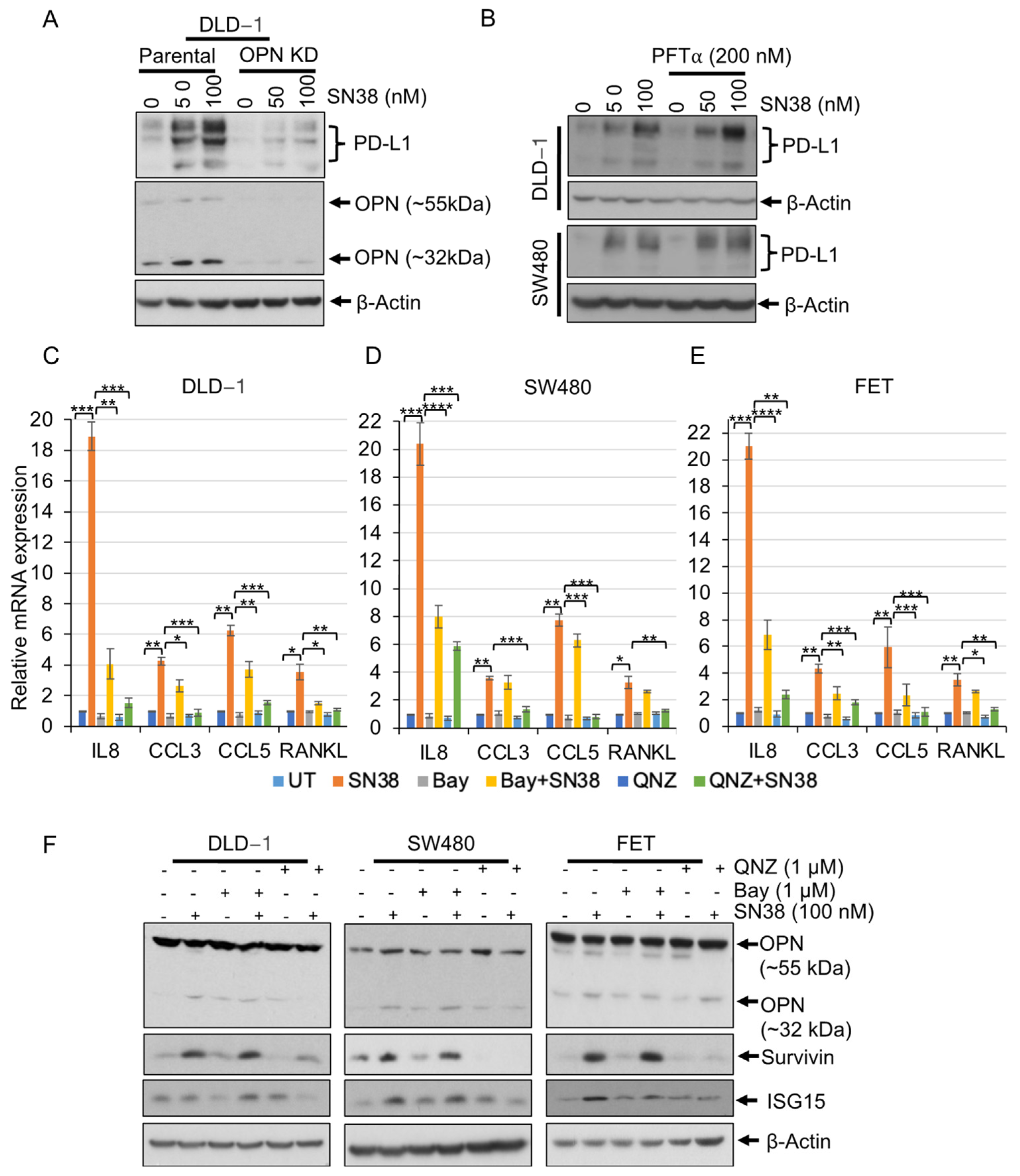 Cancers 16 03491 g004 Cancers 16 03491 g004