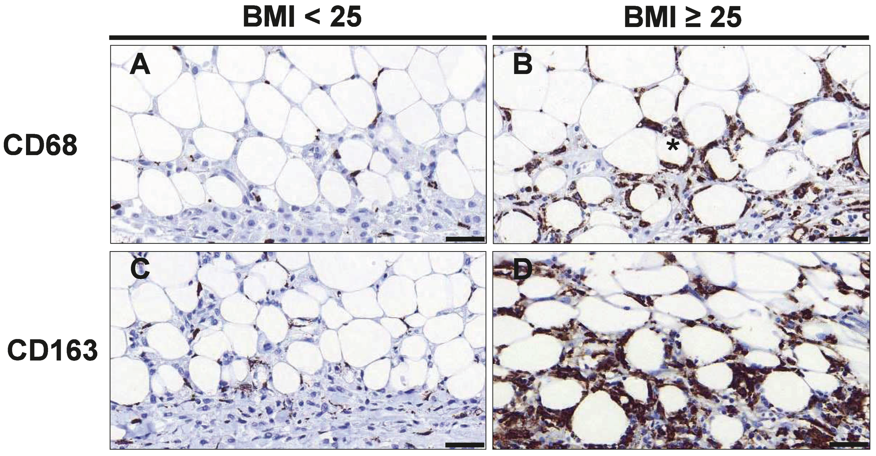 Cancers 16 03515 g001