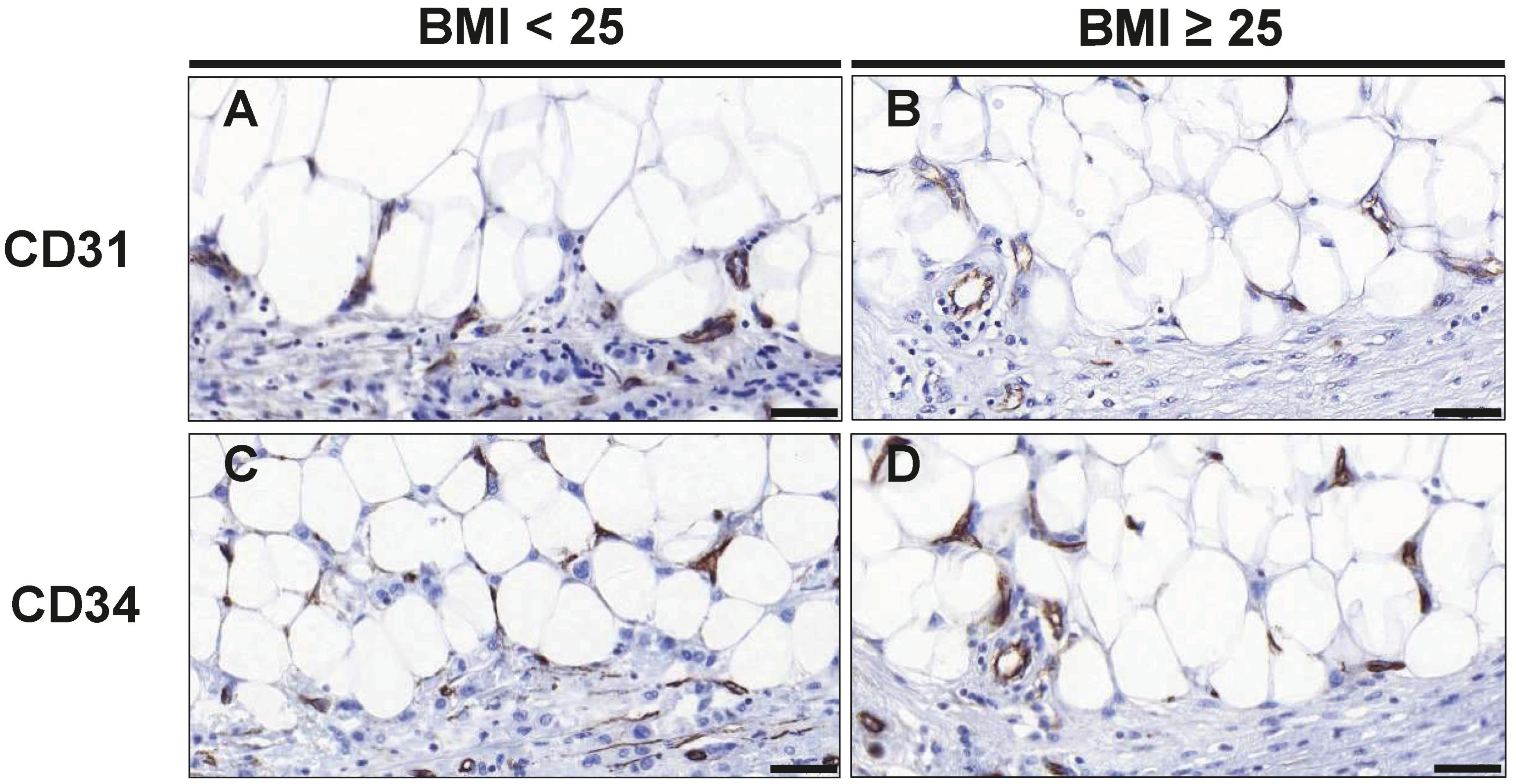 Cancers 16 03515 g002