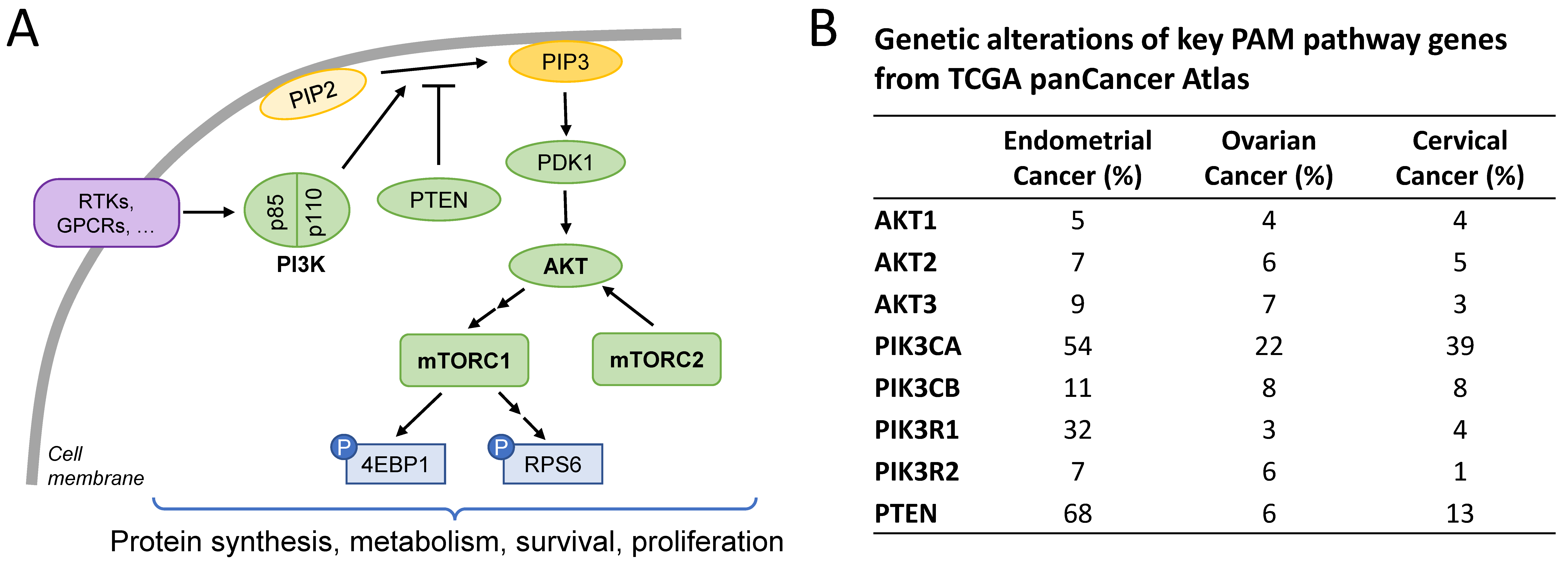 Cancers 16 03520 g001