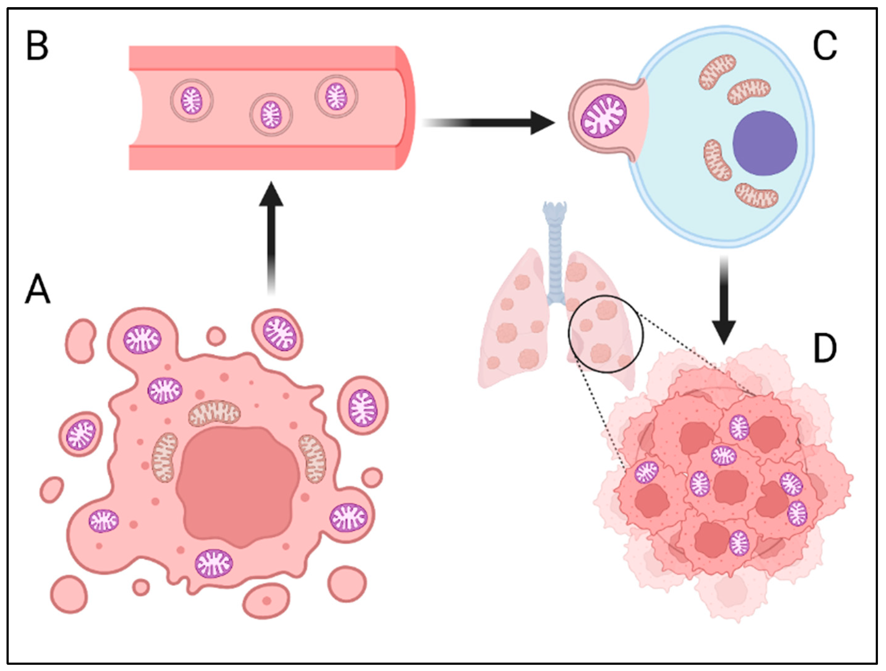 Cancers 16 03539 g001