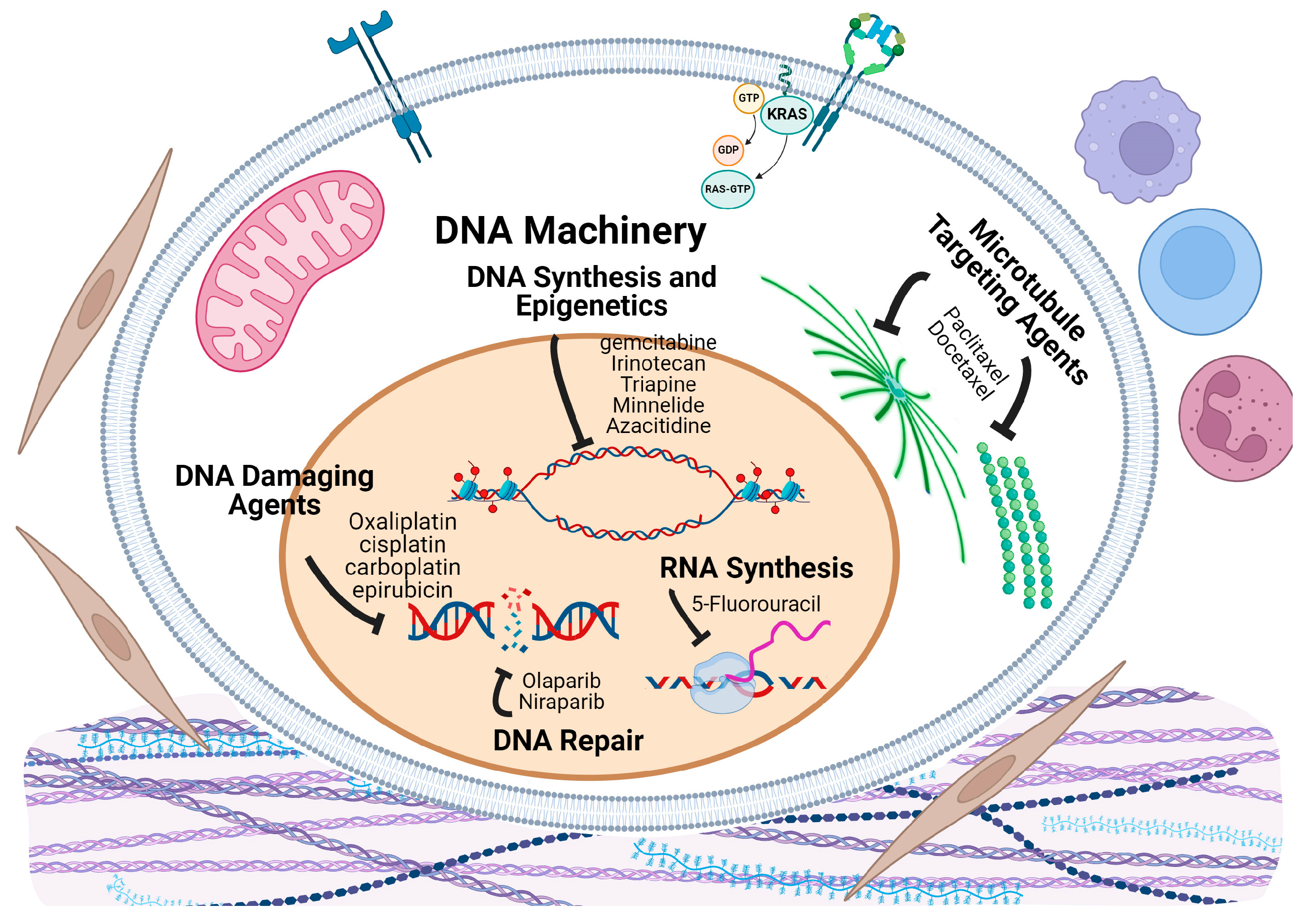 Cancers 16 03564 g005 Cancers 16 03564 g005
