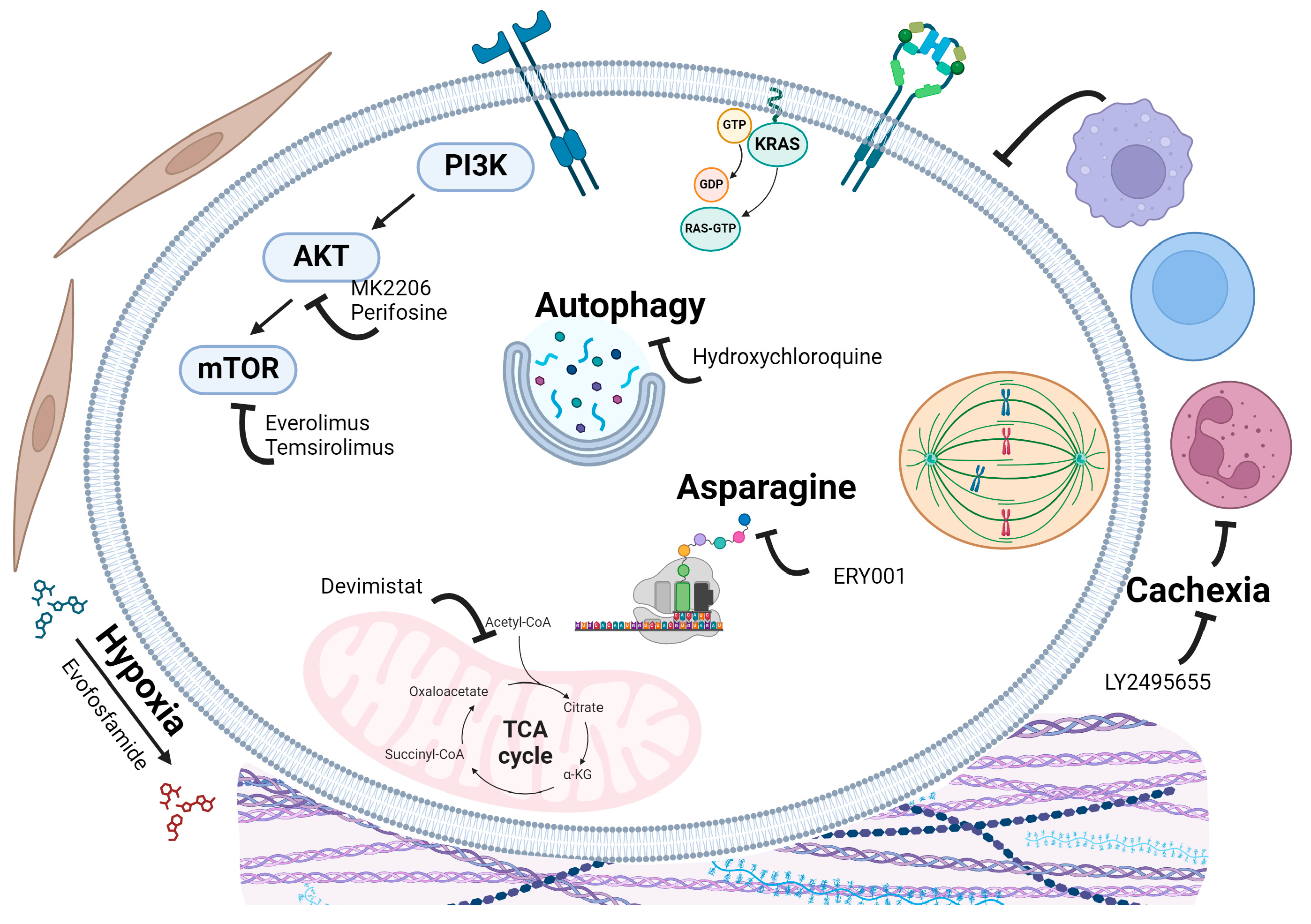Cancers 16 03564 g007 Cancers 16 03564 g007