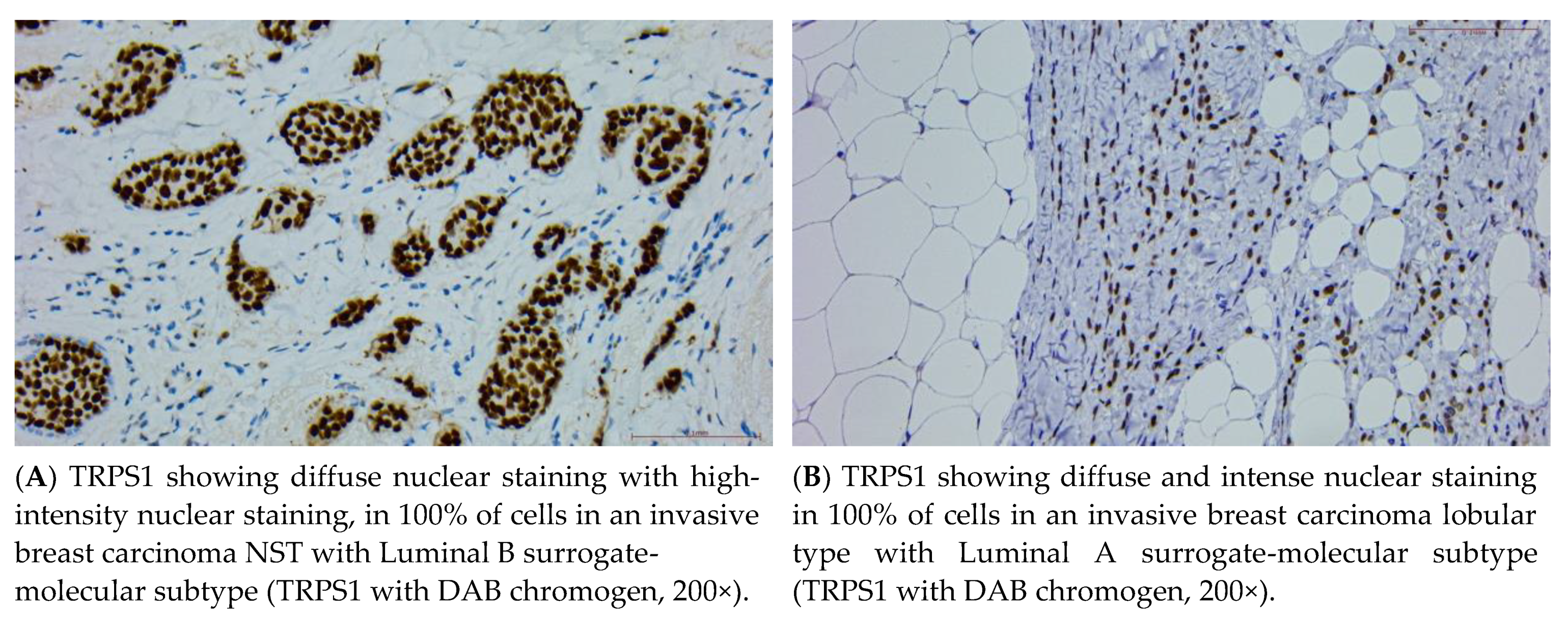 Cancers 16 03568 g002a