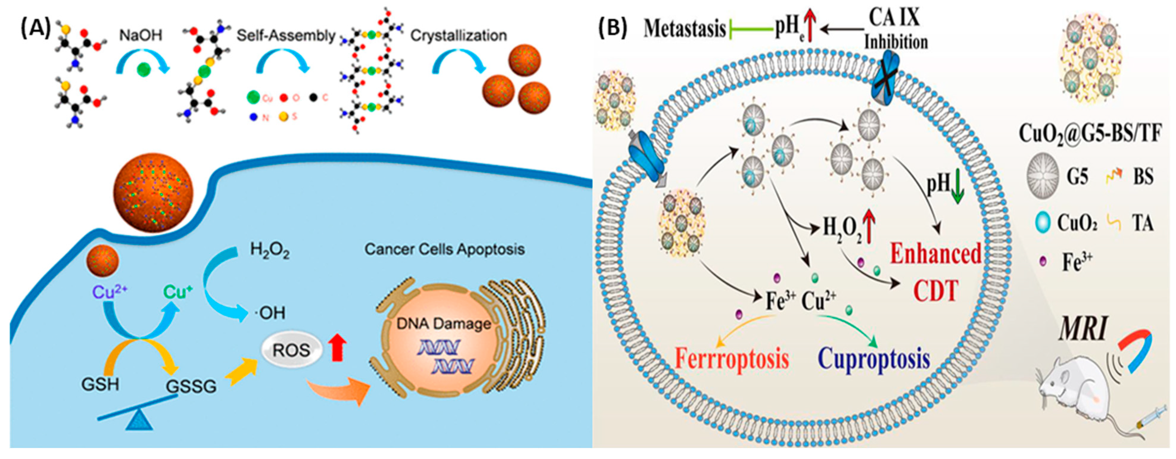 Cancers 16 03581 g004 Cancers 16 03581 g004