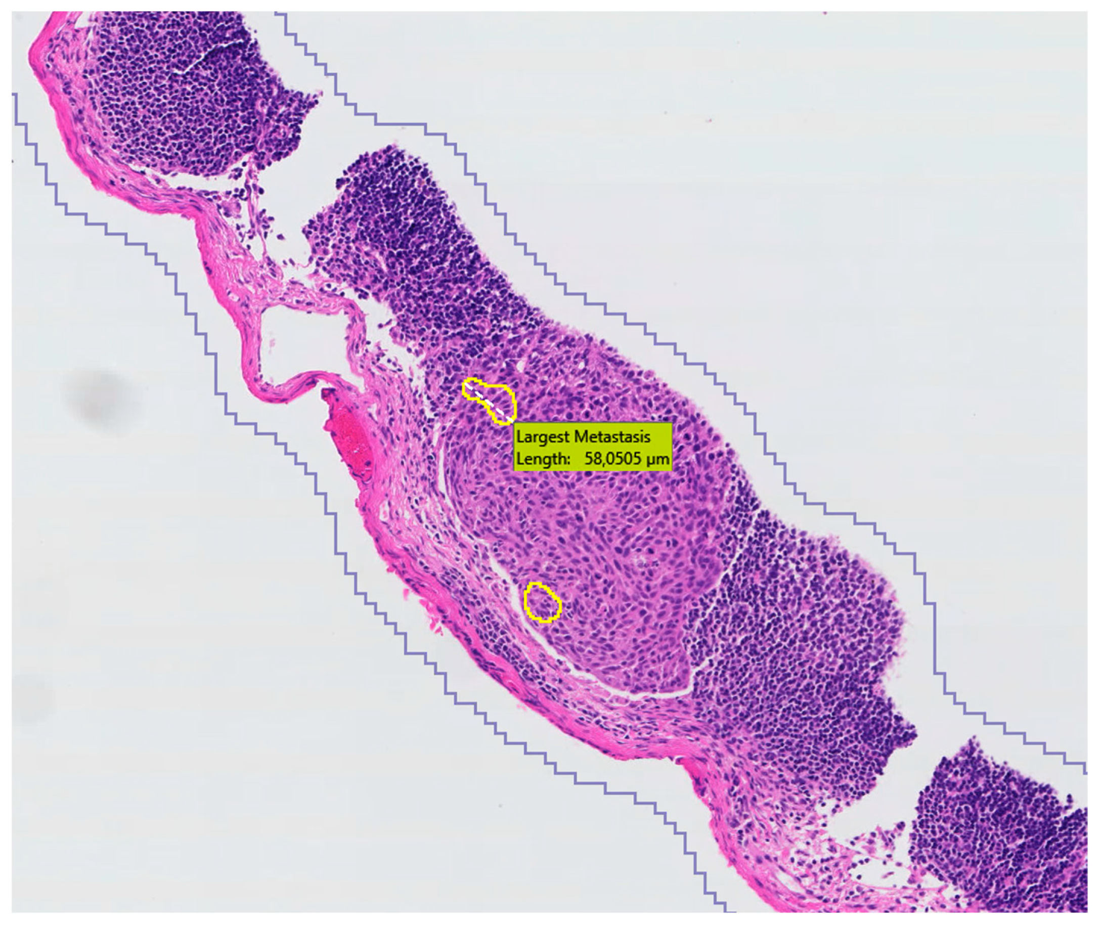 Cancers 16 03619 g004