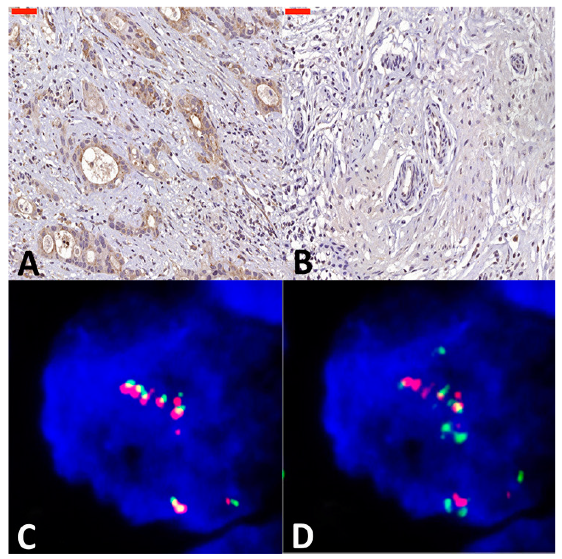 Cancers 16 03624 g002