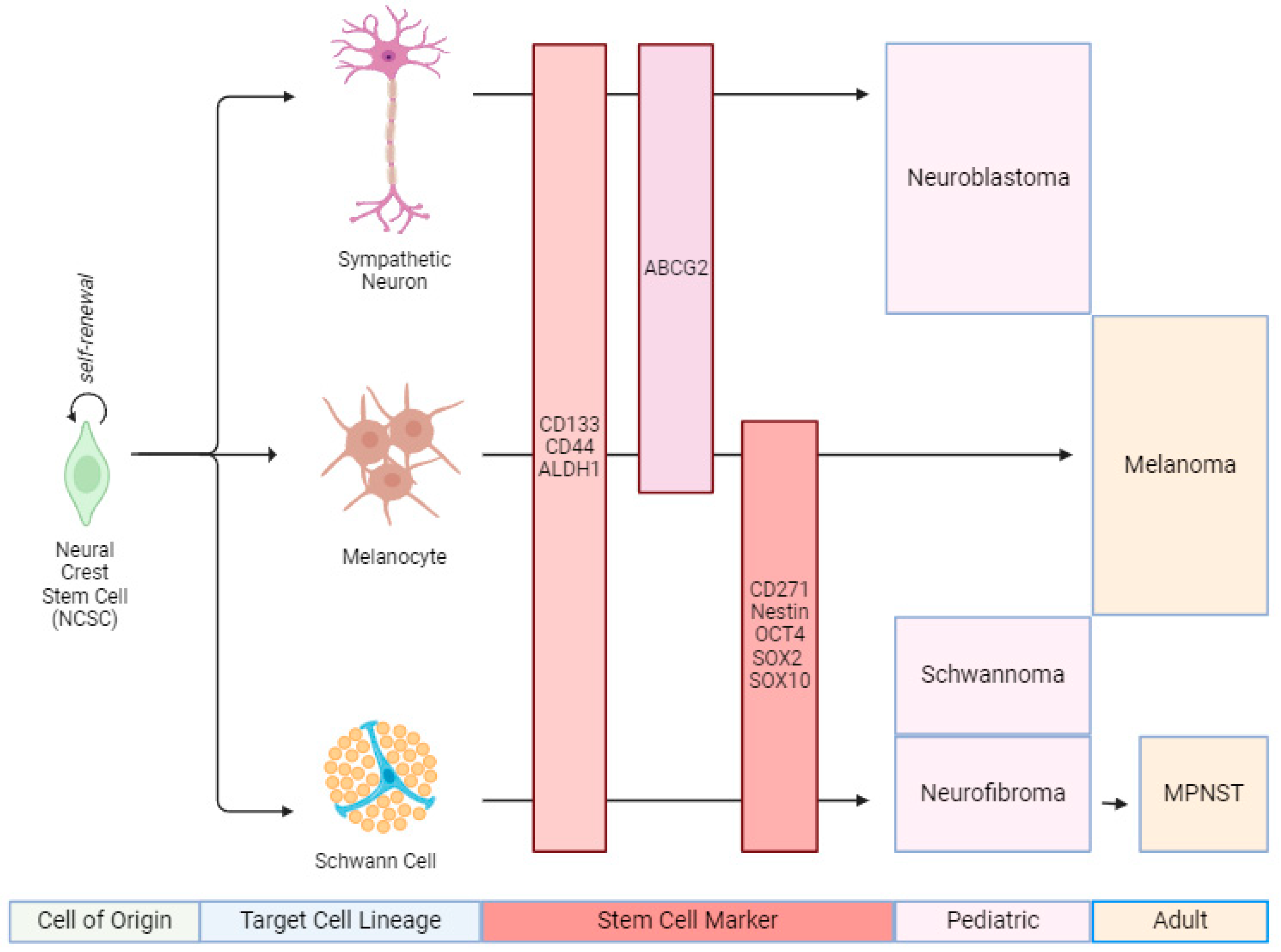 Cancers 16 03639 g001 Cancers 16 03639 g001