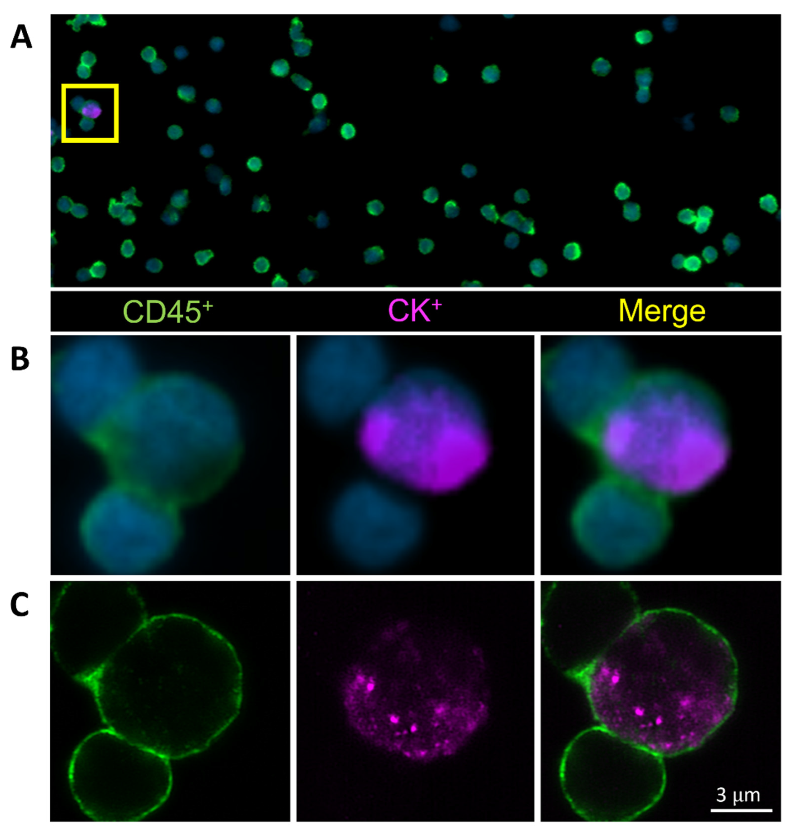 Cancers 16 03650 g001