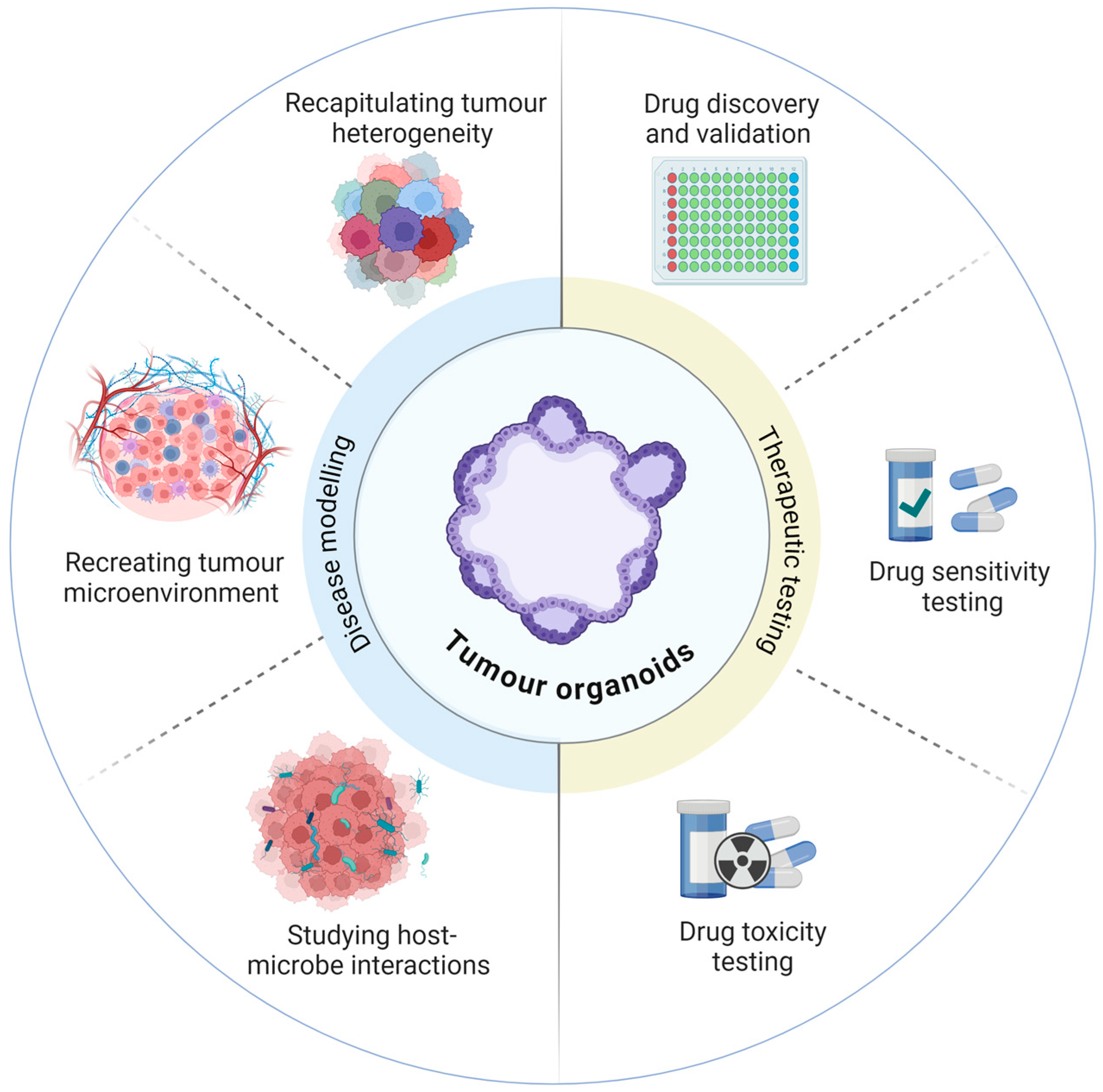Ex Vivo Intestinal Organoid Models: Current State-of-the-Art and 