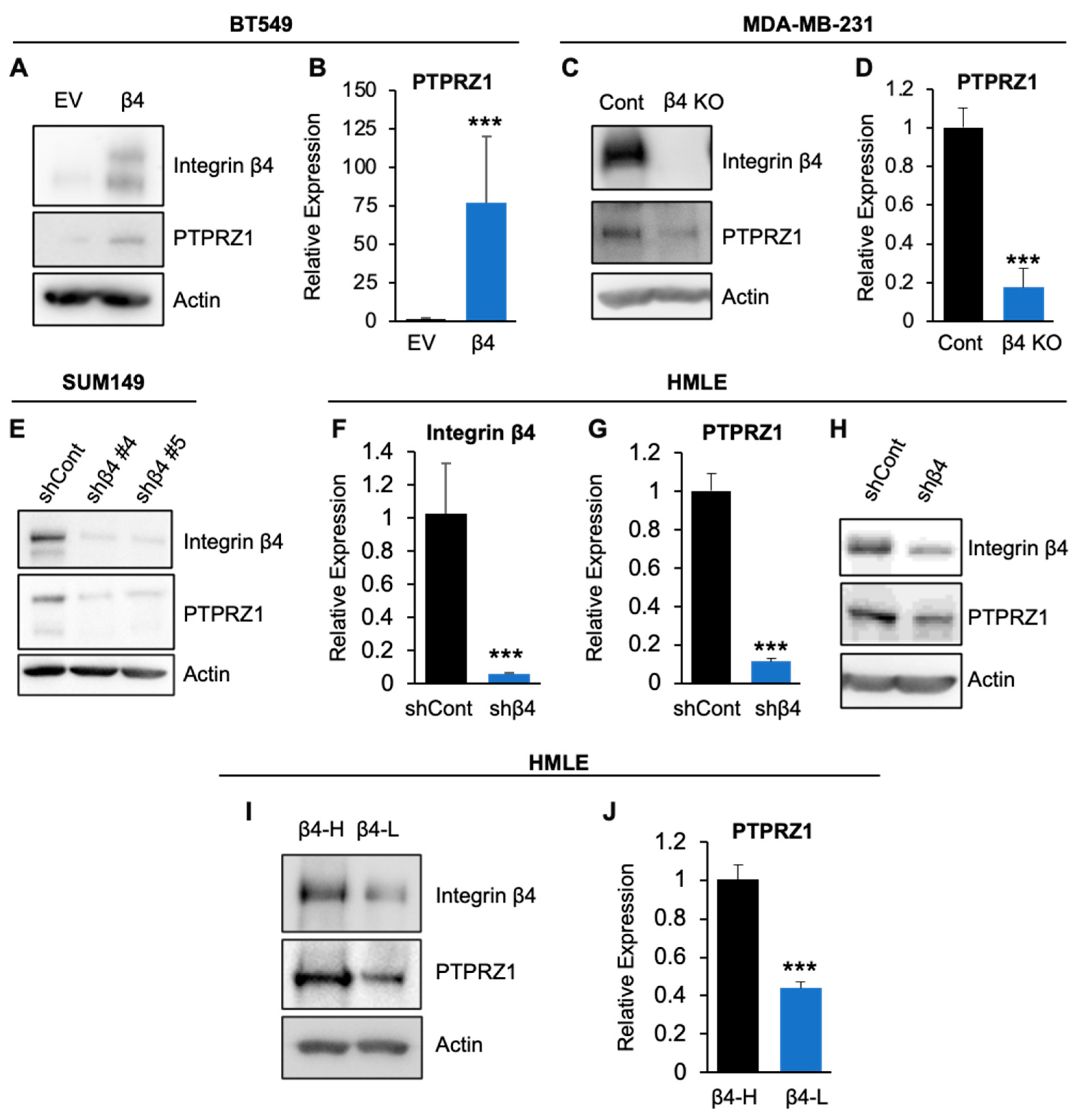 Integrin α6β4 Upregulates PTPRZ1 Through UCHL1-Mediated Hif-1α