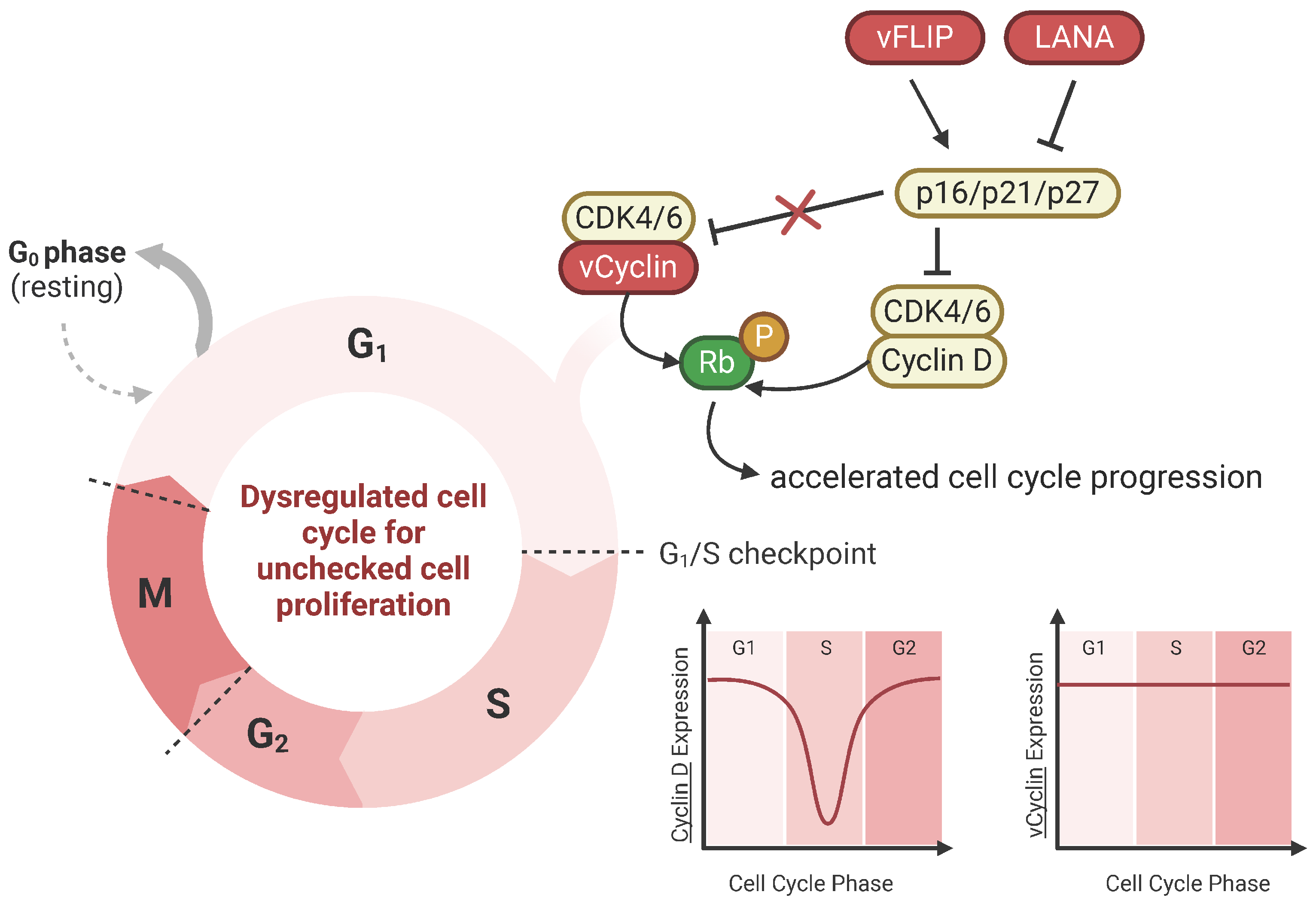 Cancers 16 03693 g002