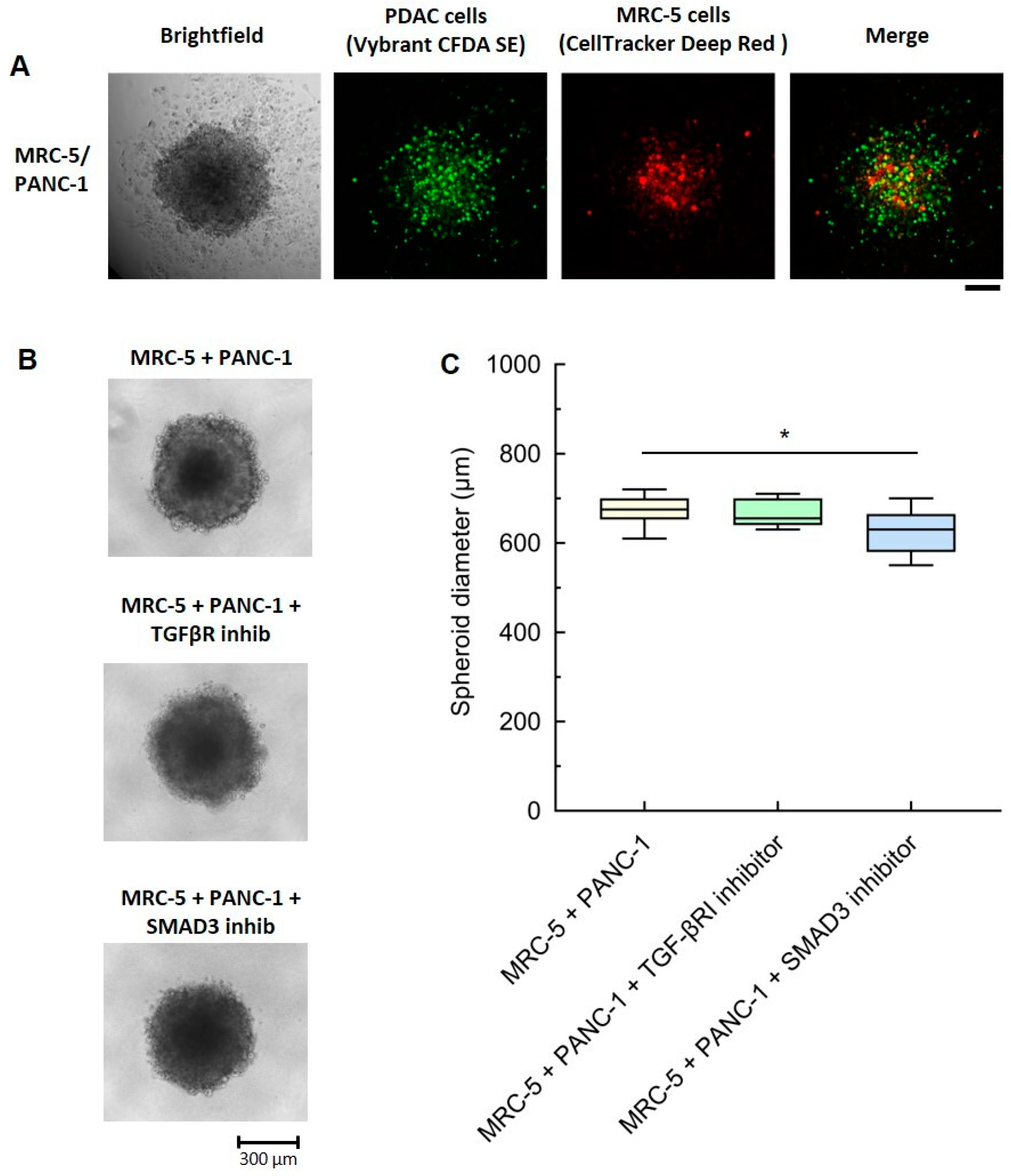 Cancers 16 03705 g004 Cancers 16 03705 g004
