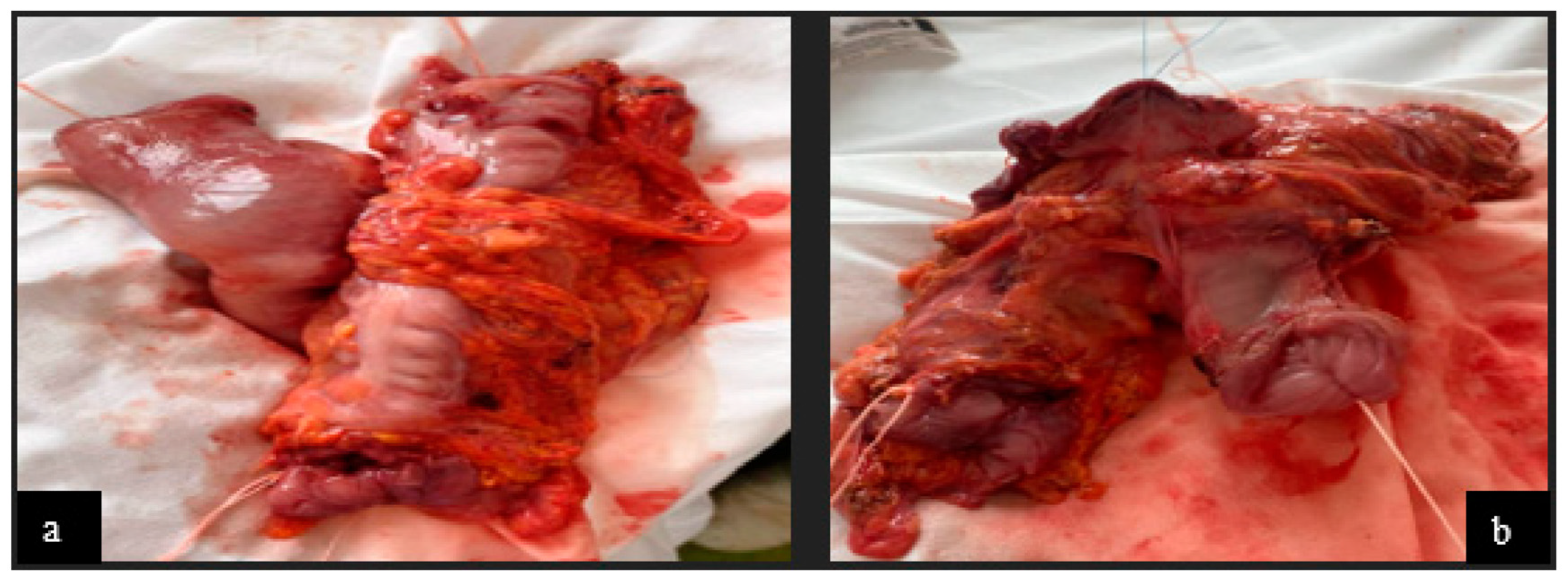 Cancers 16 03713 g007