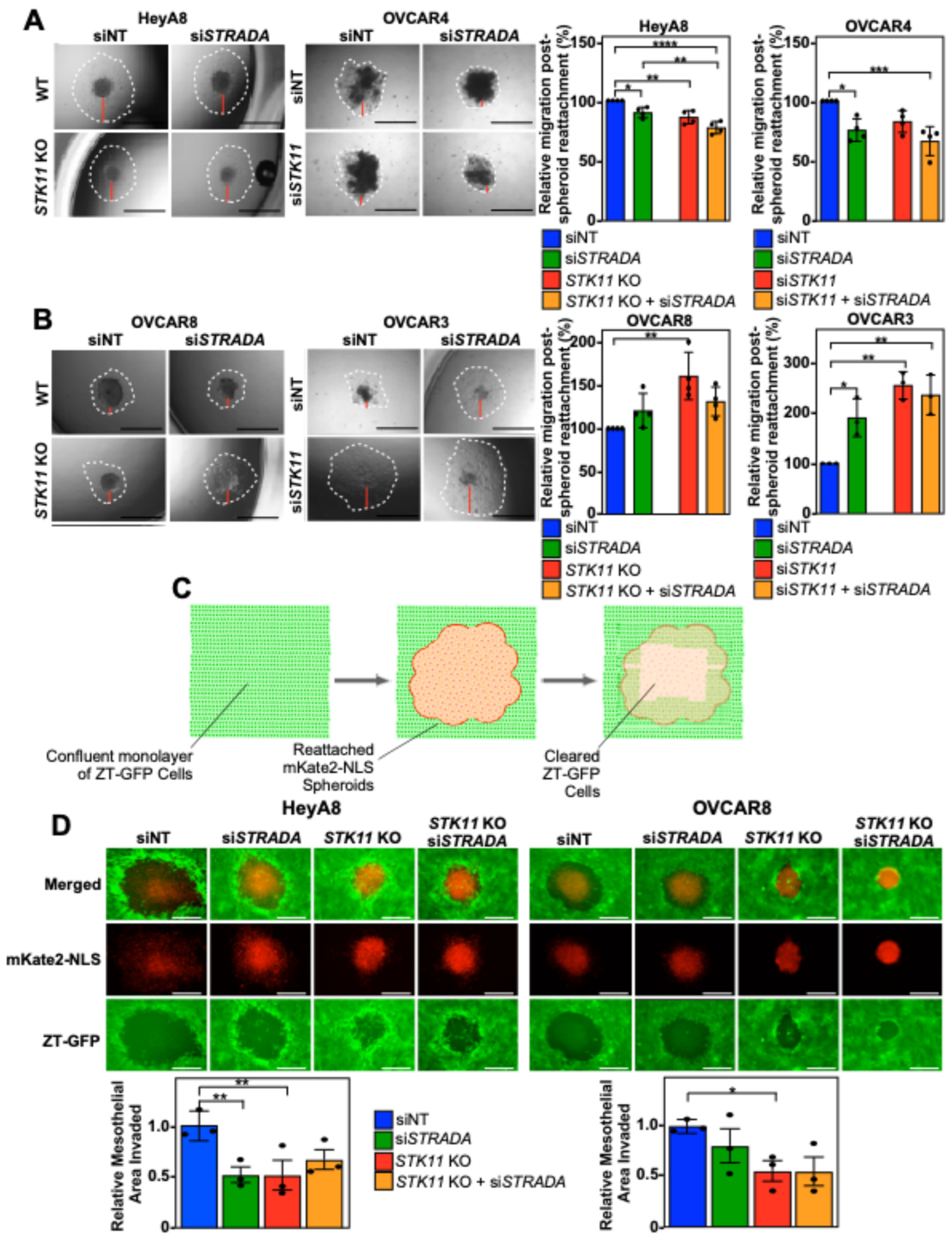 Cancers 16 03726 g002