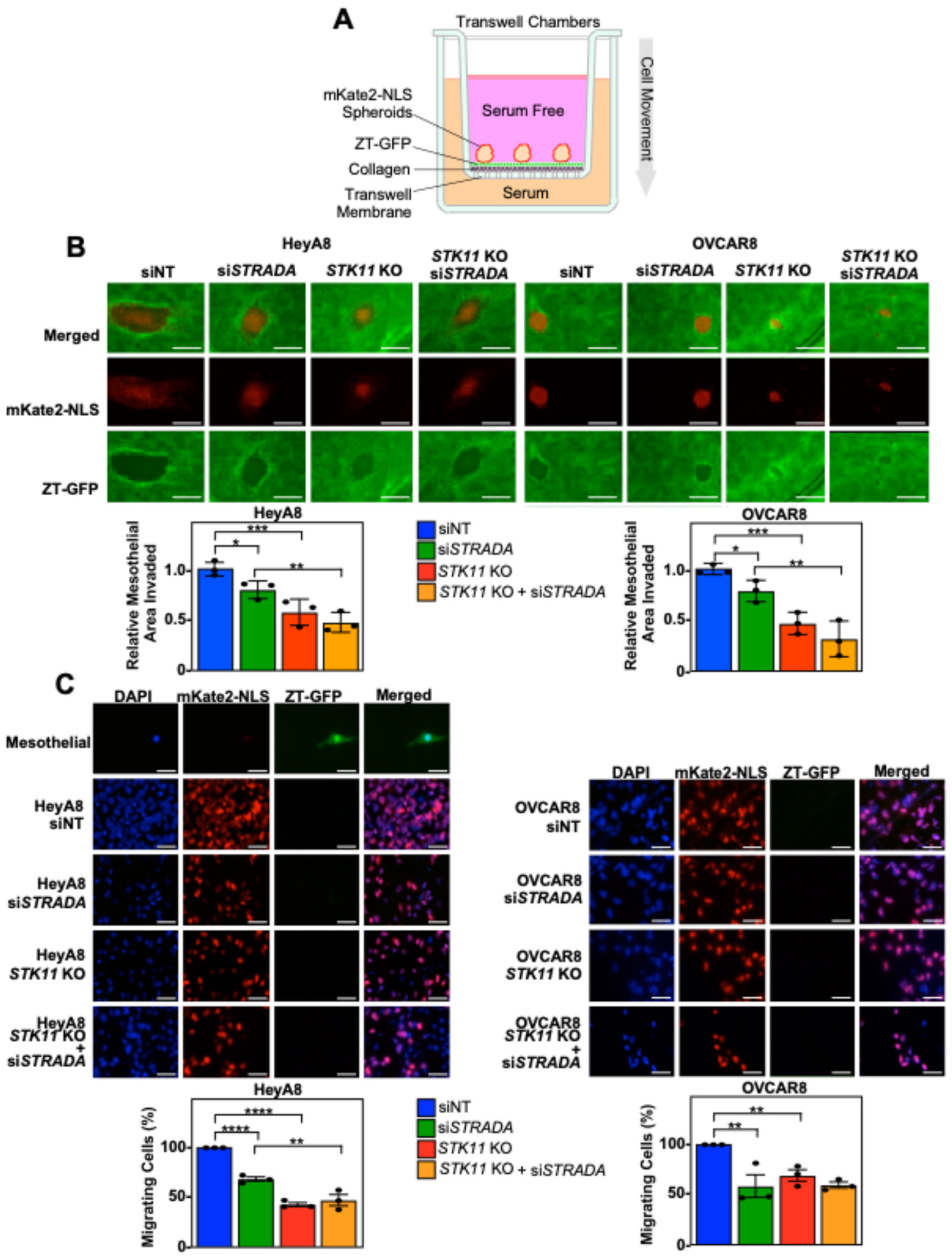 Cancers 16 03726 g003