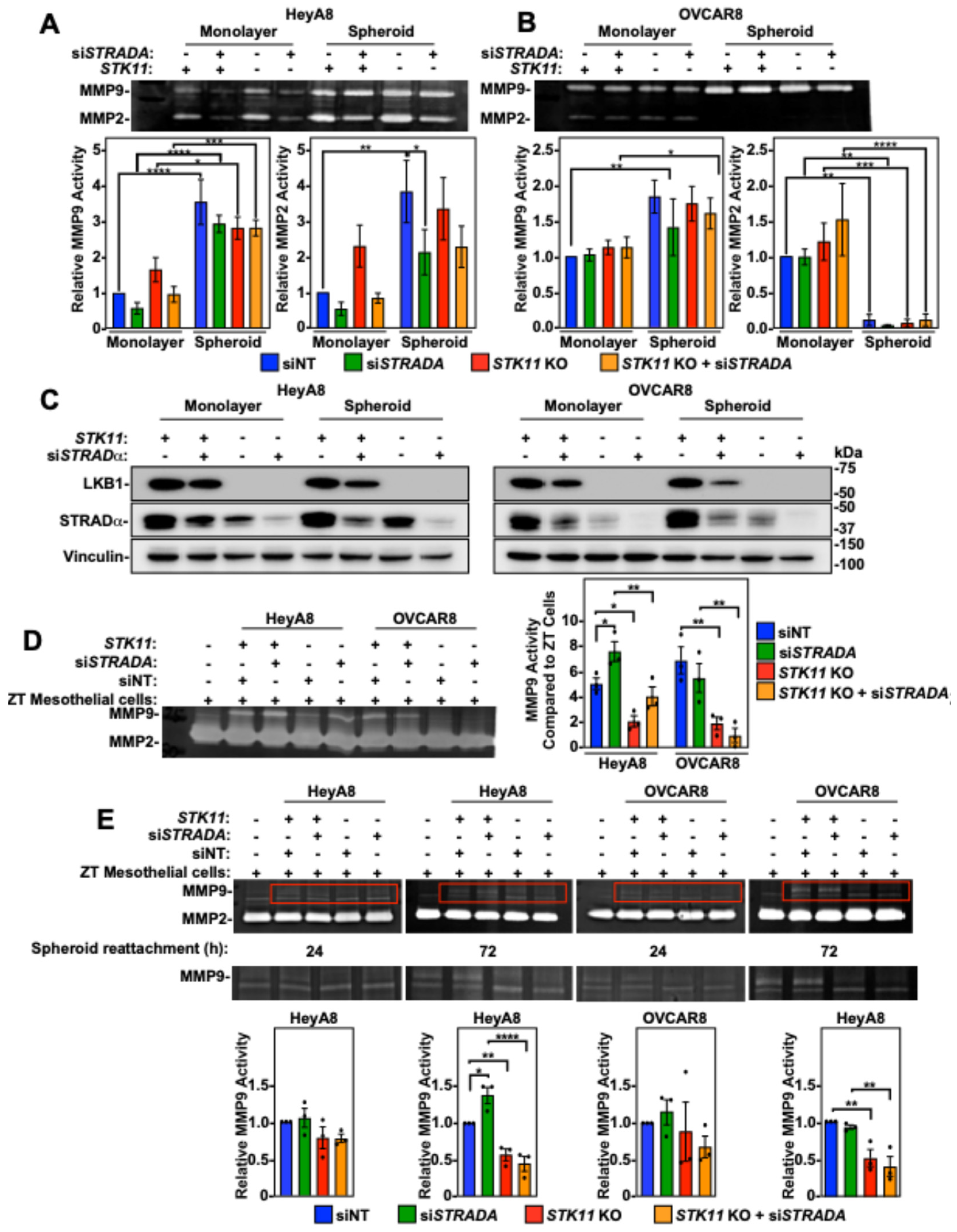 Cancers 16 03726 g005