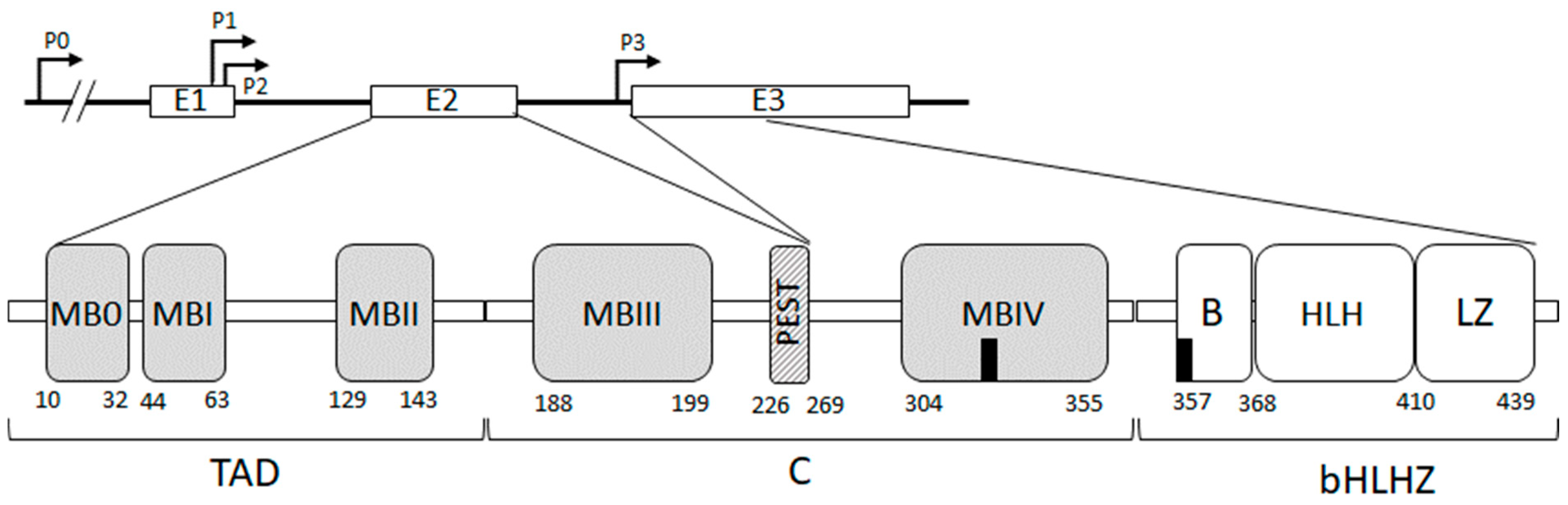 Cancers 16 03749 g001