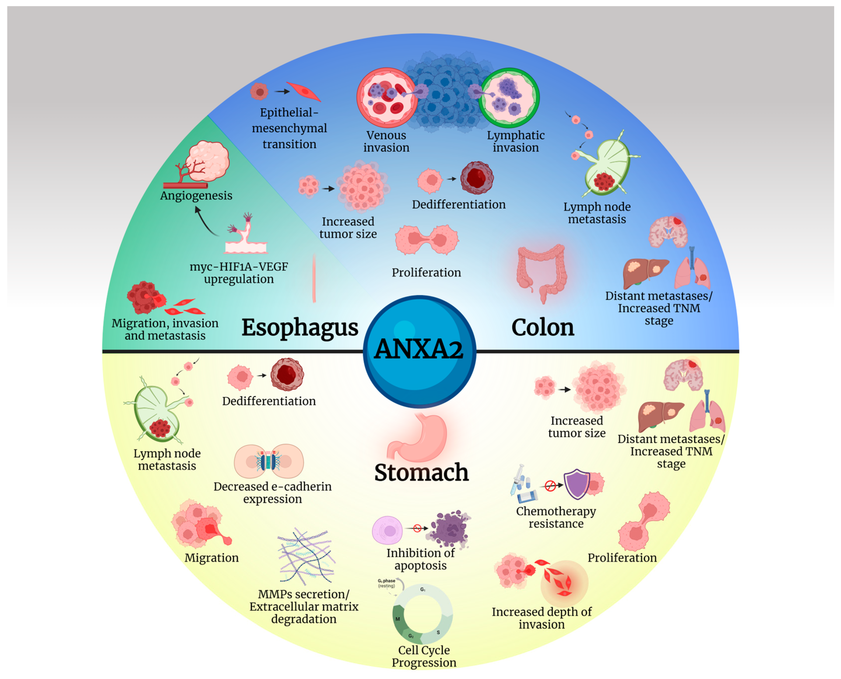 Cancers 16 03764 g002 Cancers 16 03764 g002