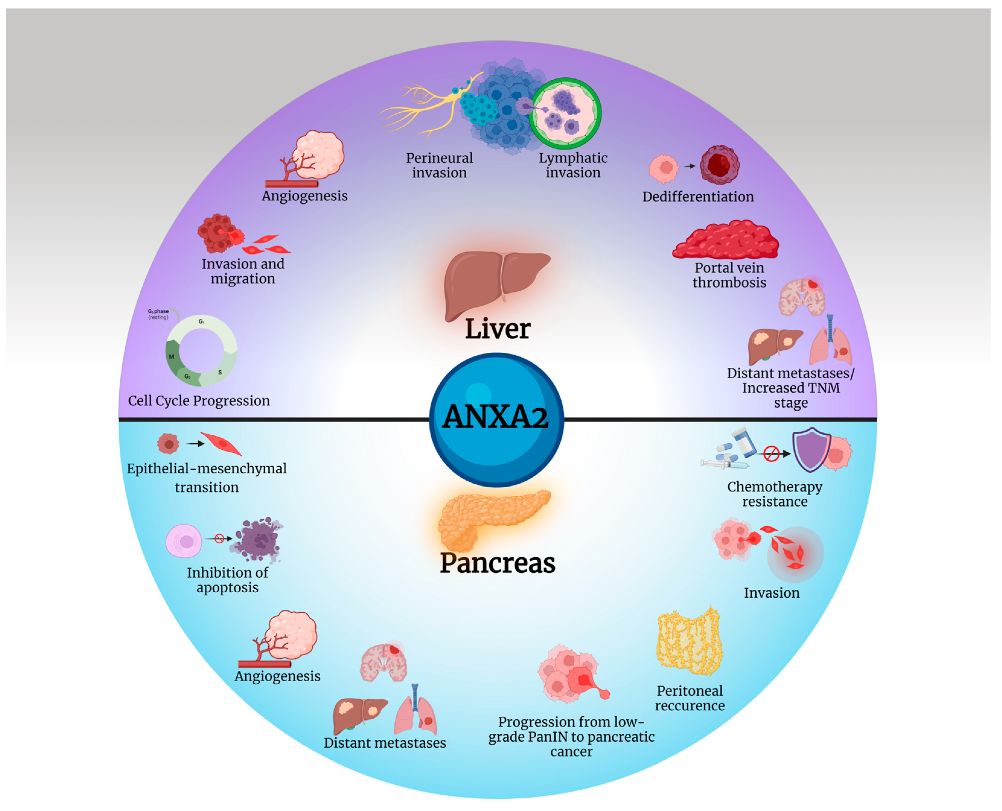 Cancers 16 03764 g003 Cancers 16 03764 g003
