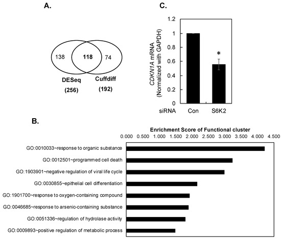p21Waf1/Cip1 Is a Novel Downstream Target of 40S Ribosomal
