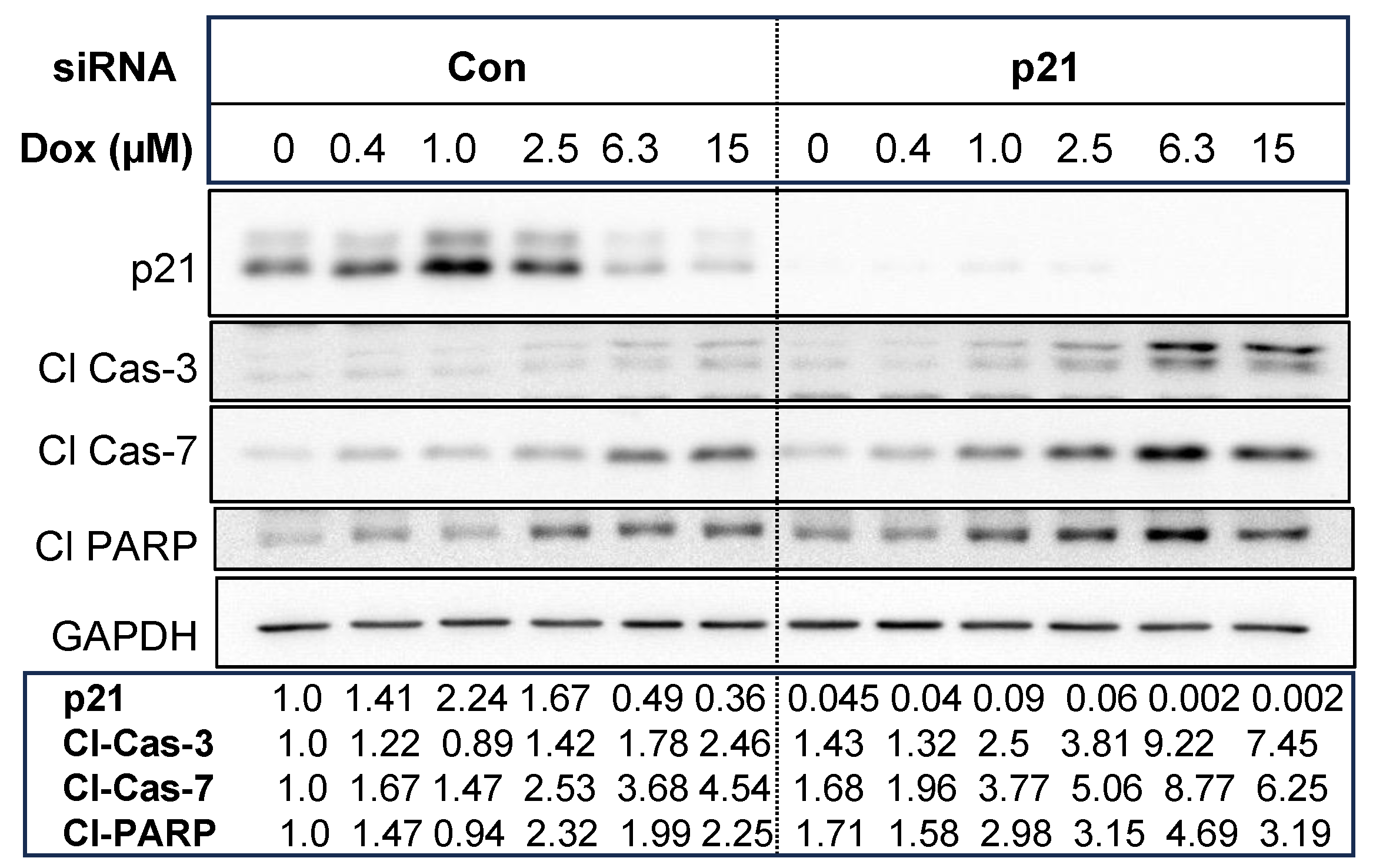Cancers 16 03783 g008